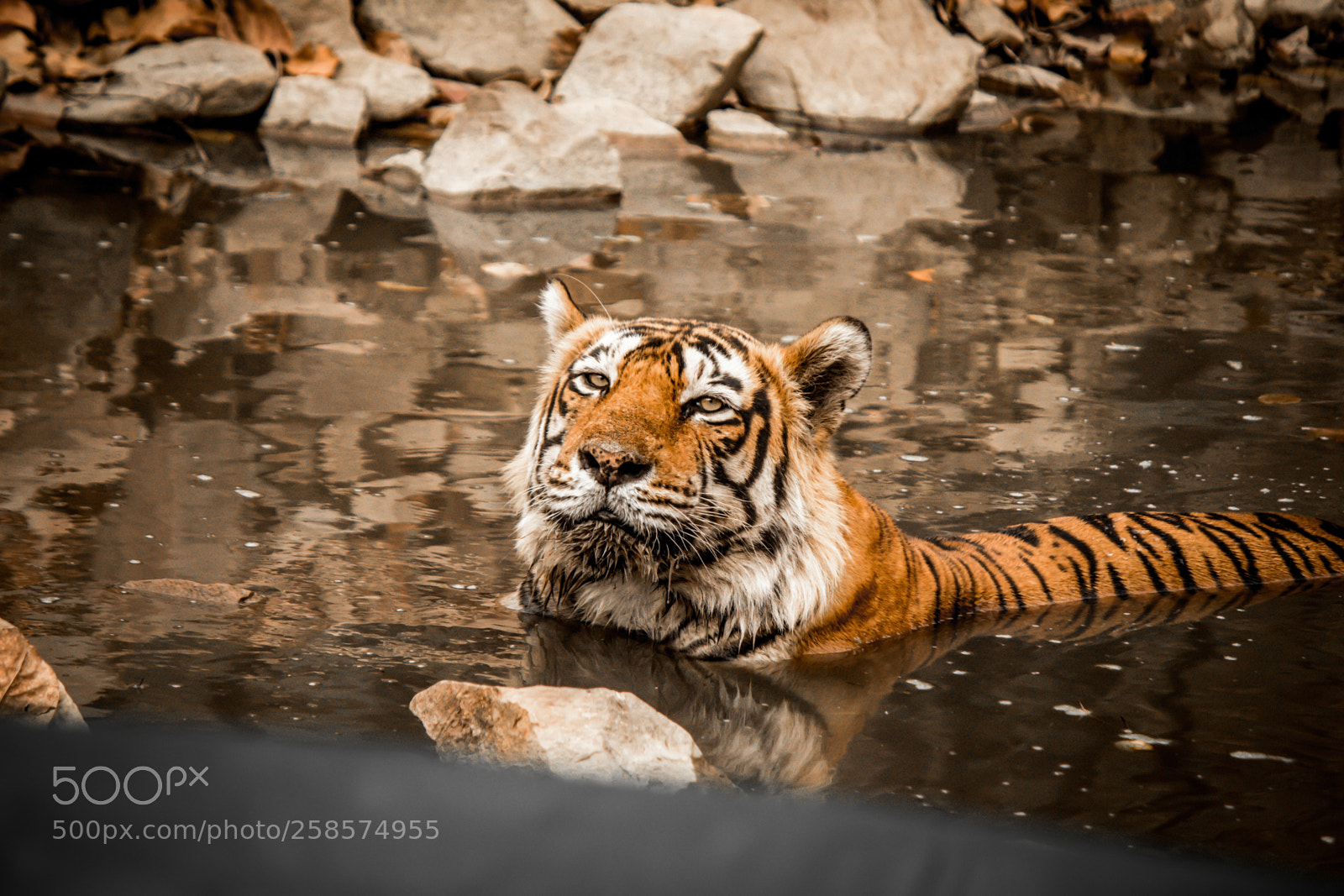 Canon EOS 700D (EOS Rebel T5i / EOS Kiss X7i) sample photo. Jaipur photography
