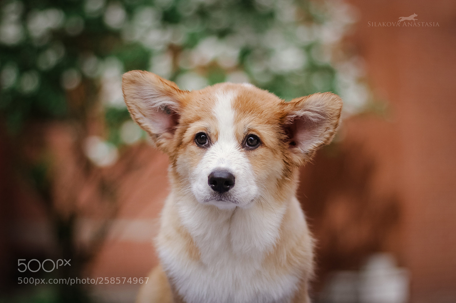Canon EOS 60D sample photo. Little big puppy photography