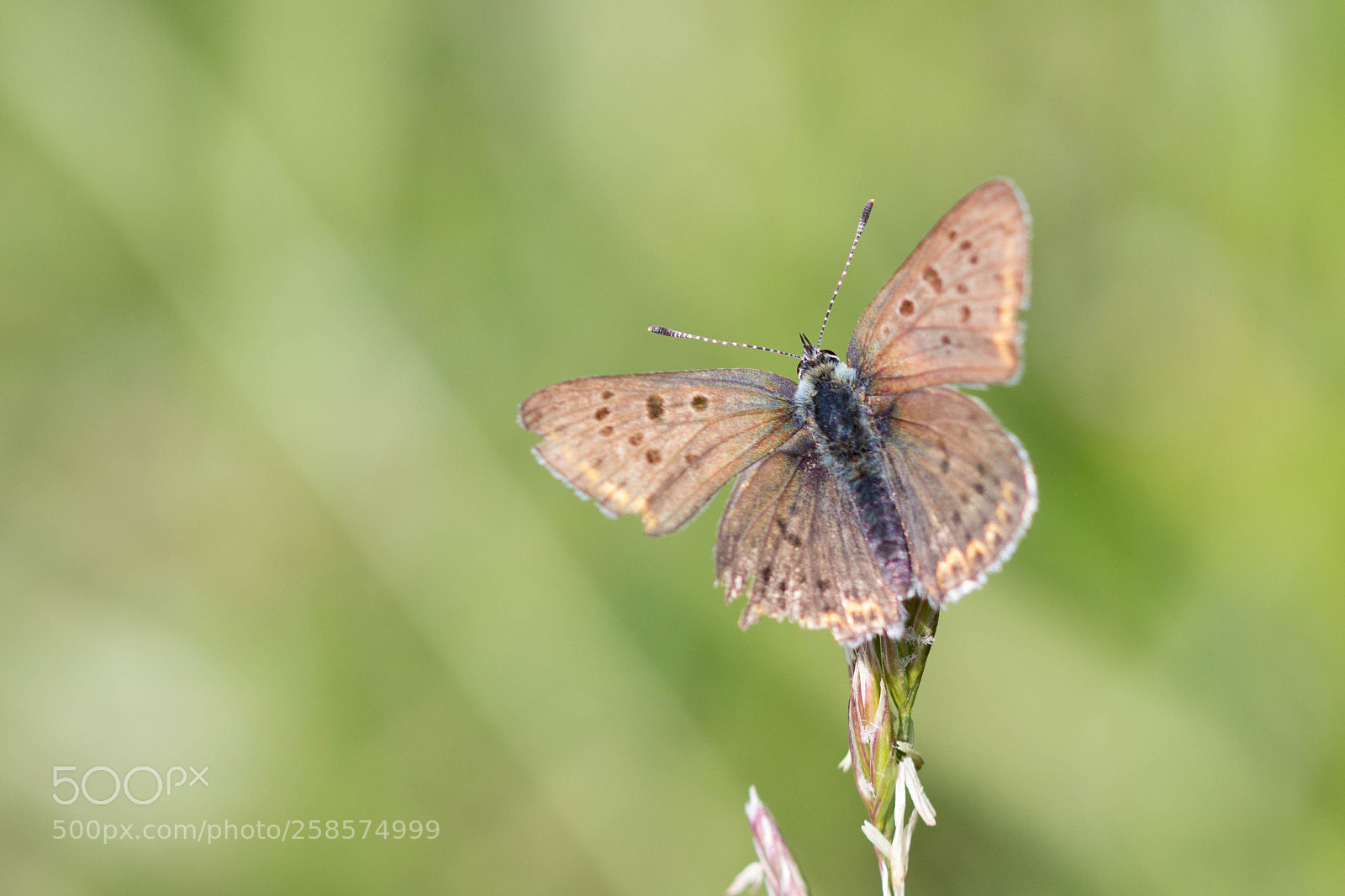 Canon EOS 60D sample photo. Schmetterling photography