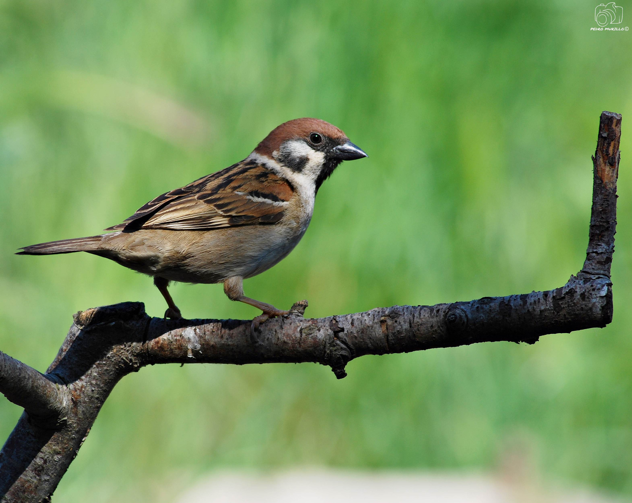 Tamron AF 70-300mm F4-5.6 Di LD Macro sample photo