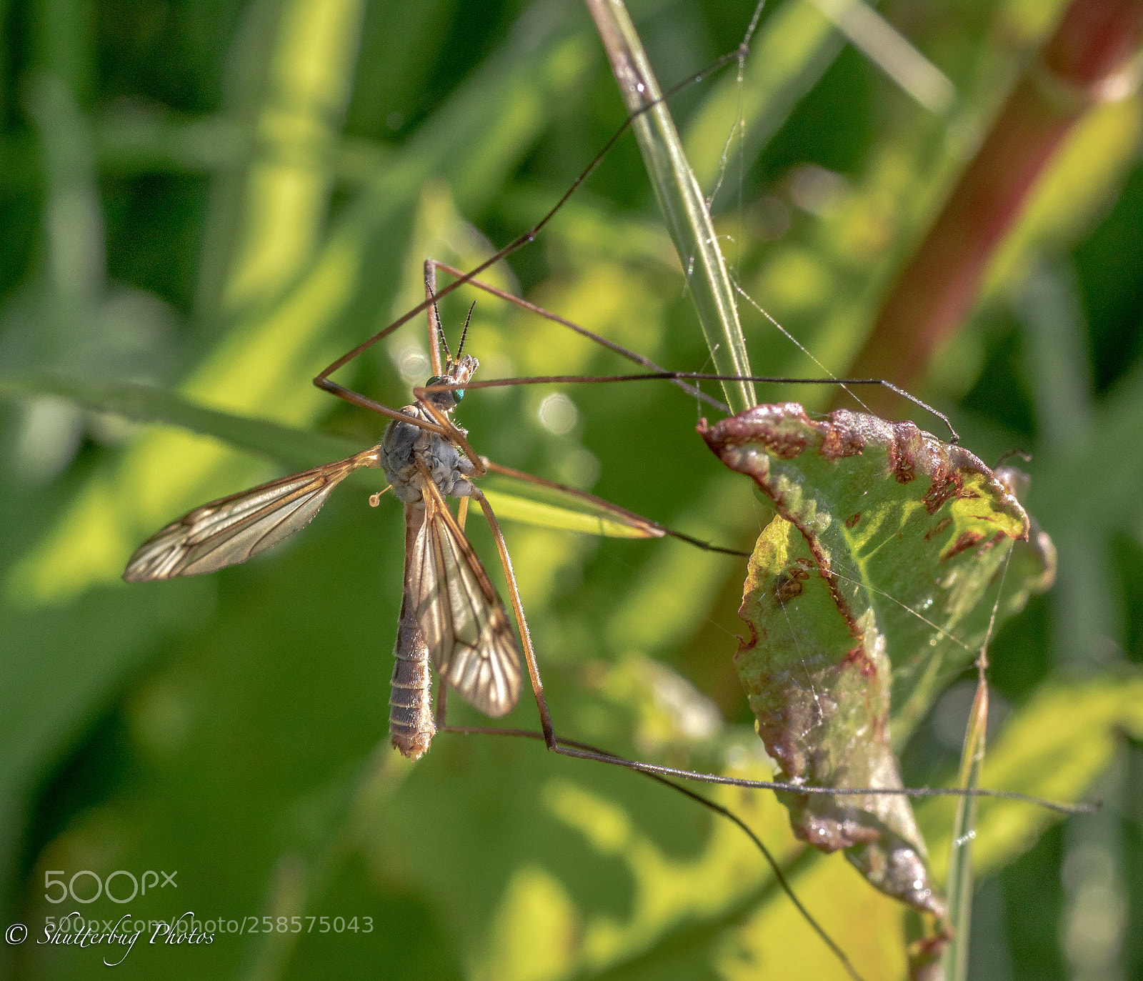 Canon EOS 80D sample photo. Crane fly photography
