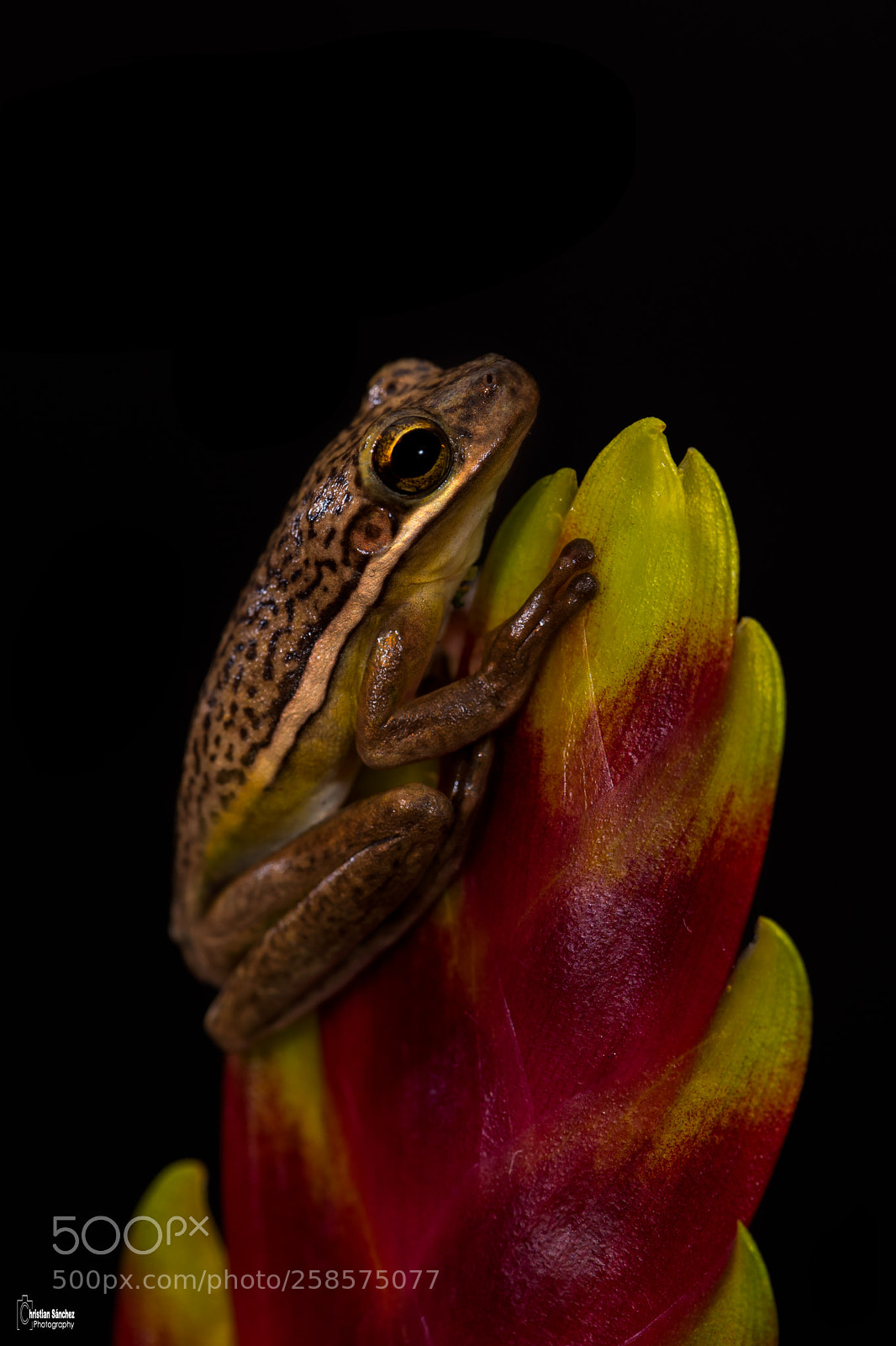 Nikon D4 sample photo. American green tree frog photography