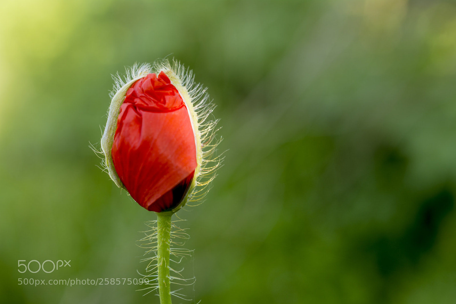 Nikon D5200 sample photo. Nature flower.jpg photography