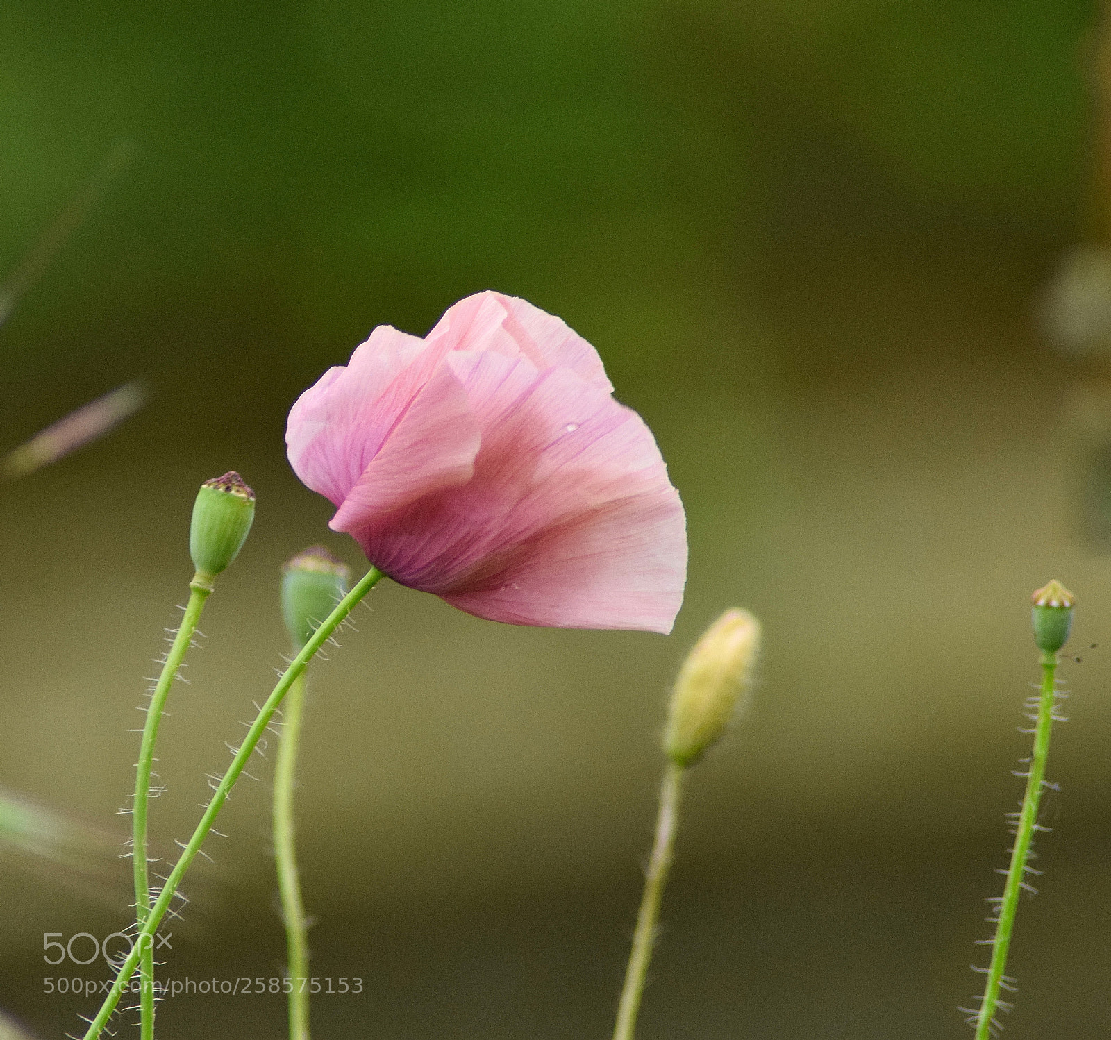 Nikon D3300 sample photo. Pink poppy photography