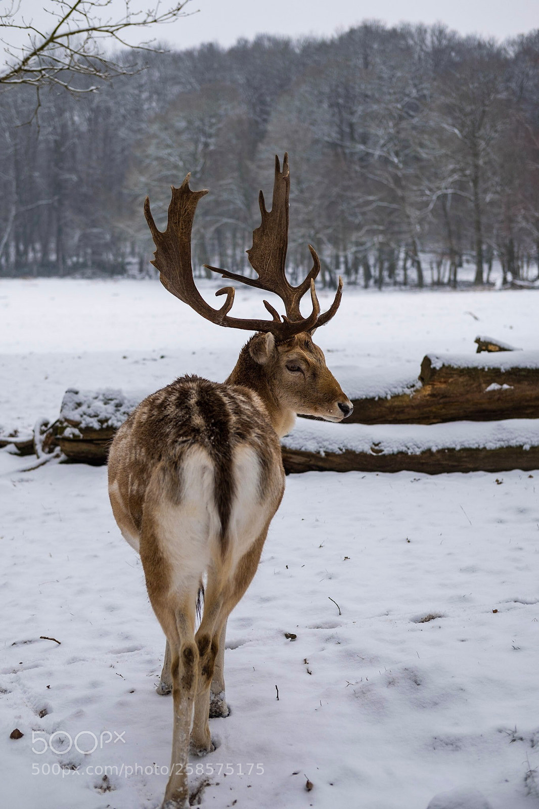Fujifilm X-T20 sample photo. Look back my deer photography