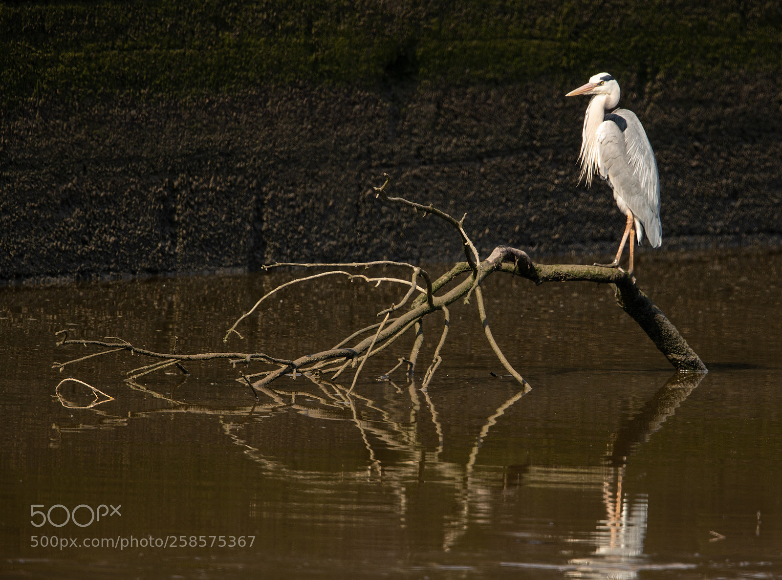 Canon EOS-1D X Mark II sample photo. Heron at preston dock photography