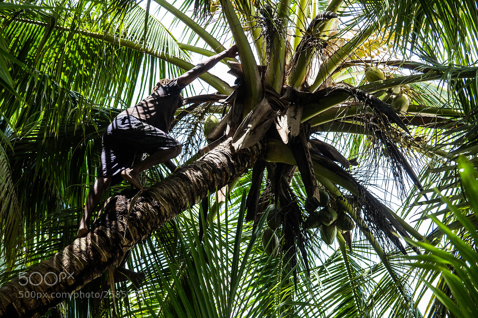Canon EOS 60D sample photo. Coconats photography