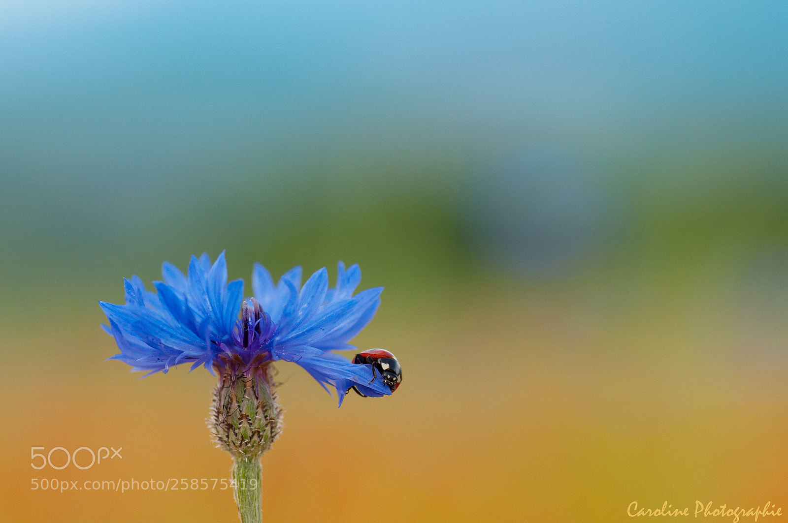 Nikon D90 sample photo. Coccinelle ? sur bleuet photography