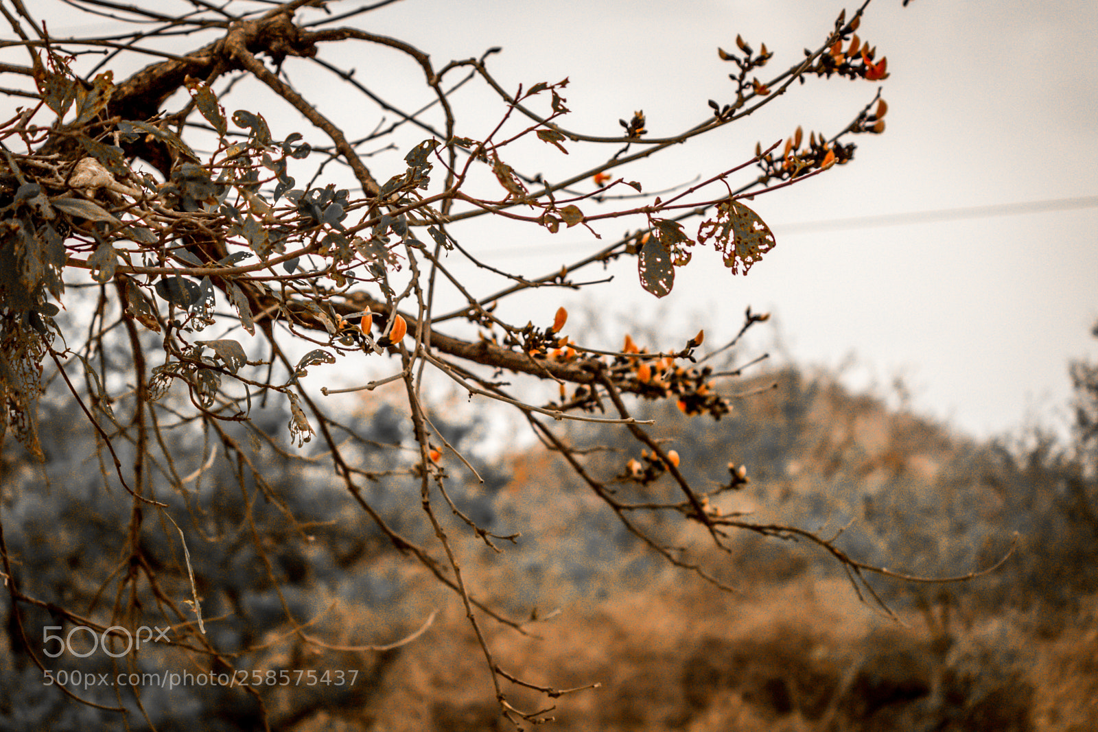 Canon EOS 700D (EOS Rebel T5i / EOS Kiss X7i) sample photo. Jaipur photography