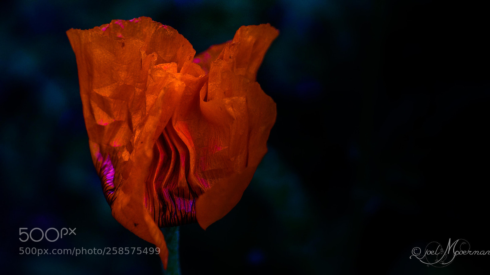 Sony SLT-A57 sample photo. Poppy ! photography