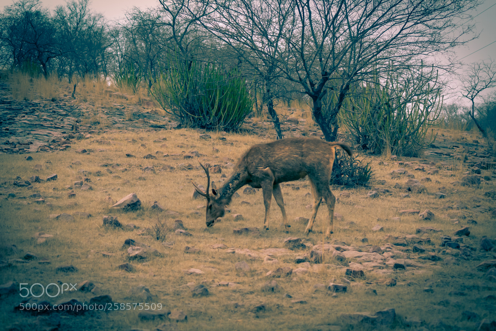 Canon EOS 700D (EOS Rebel T5i / EOS Kiss X7i) sample photo. Jaipur photography