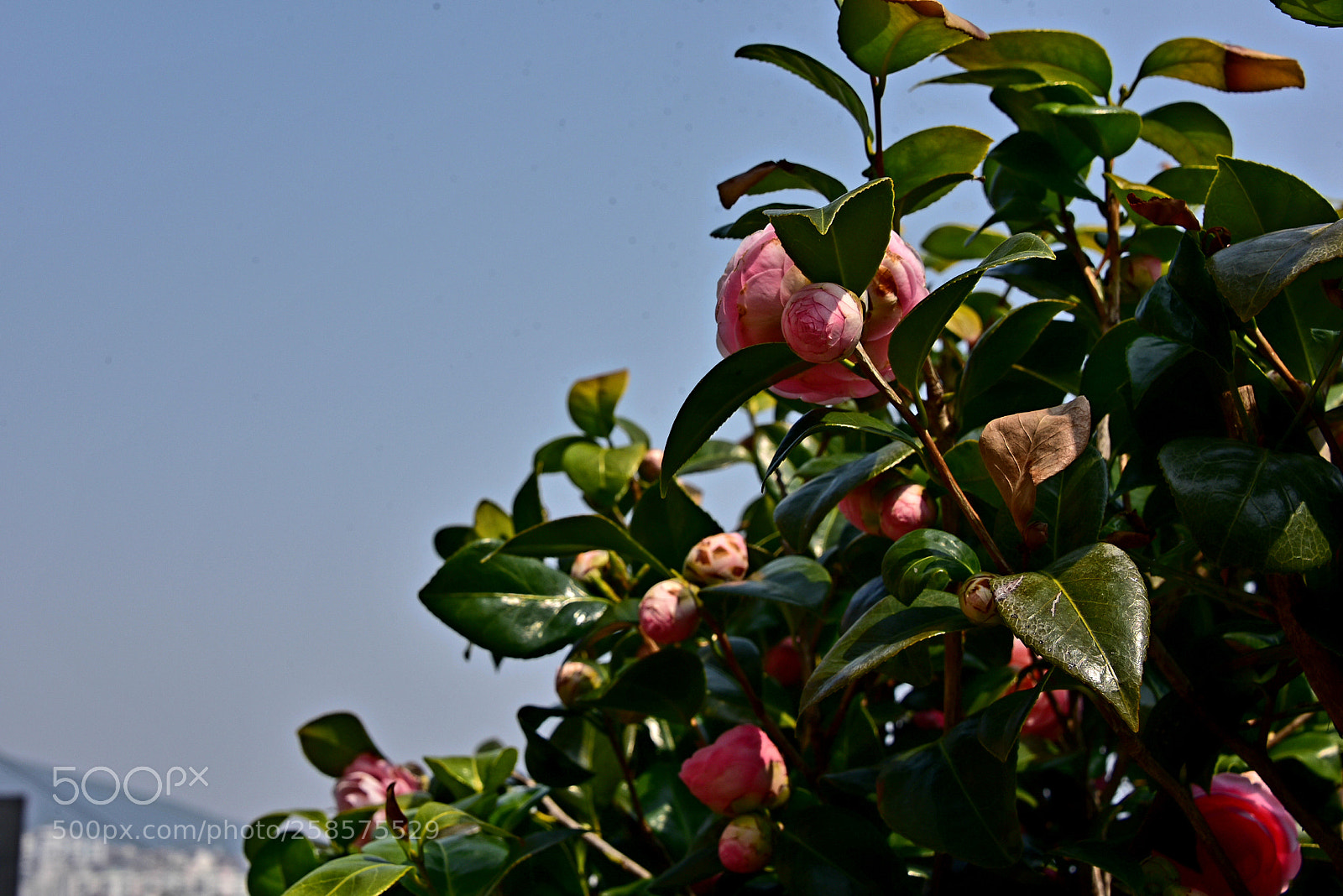 Nikon D750 sample photo. * the song of spring photography