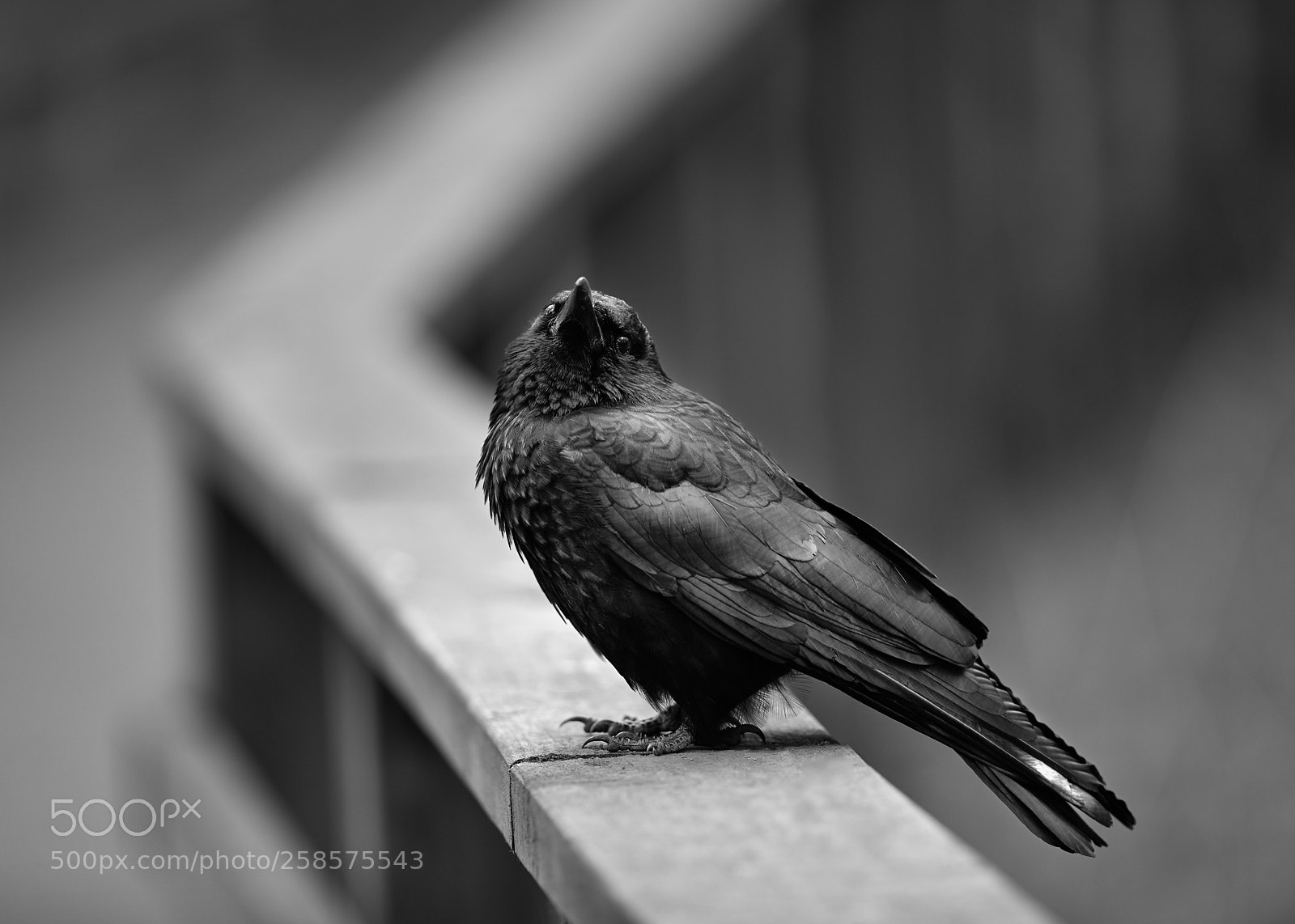 Canon EOS 5D Mark IV sample photo. Jake the crow photography