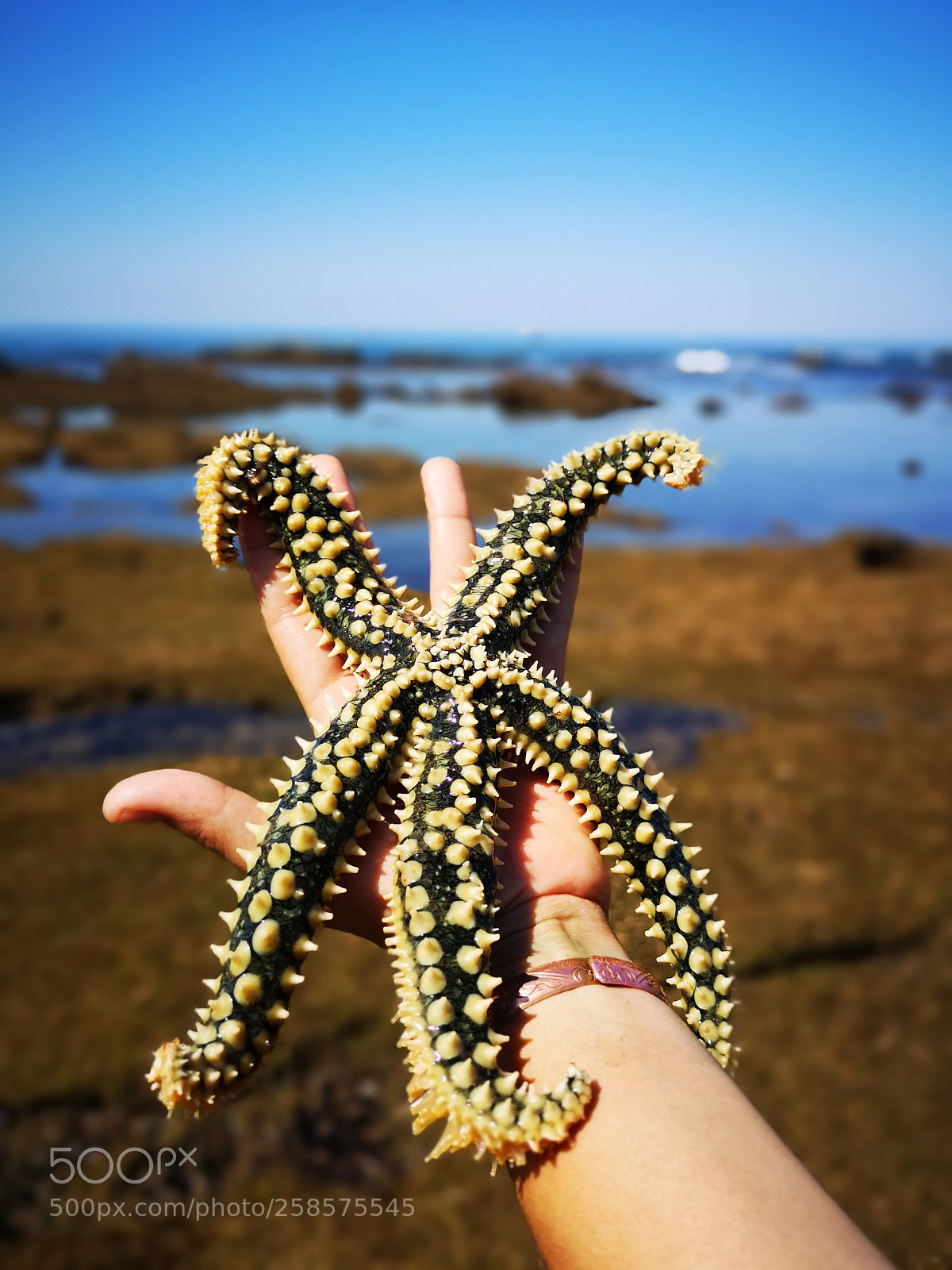 HUAWEI CLT-L29 sample photo. Starfish photography