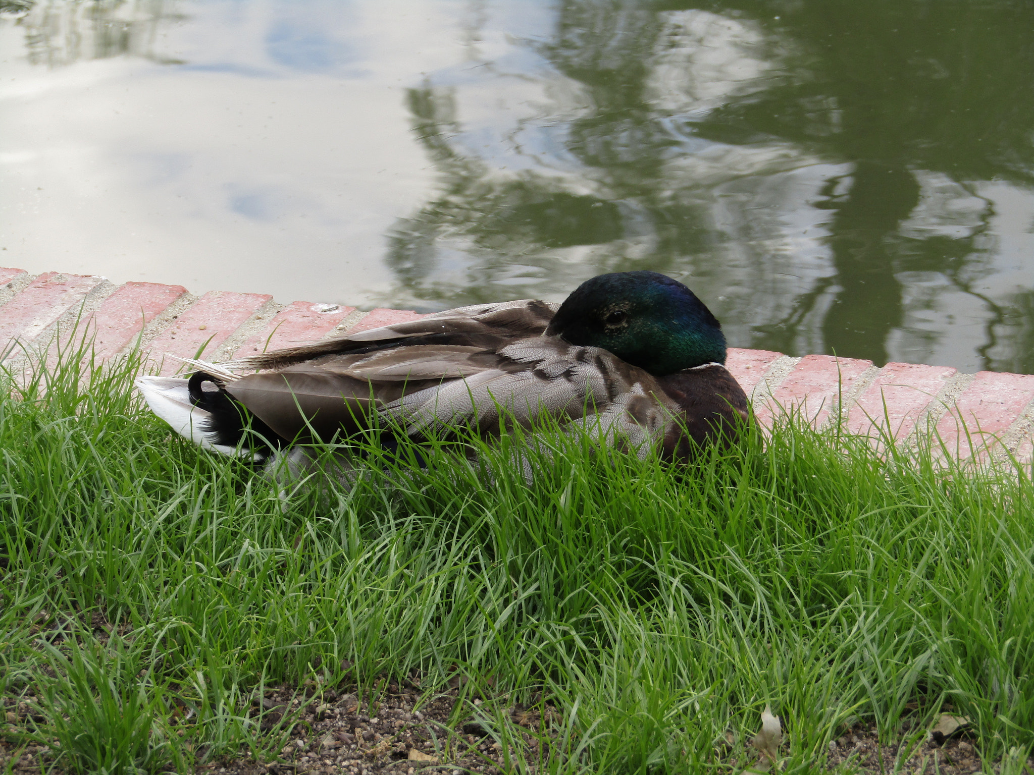 Canon POWERSHOT SX430 IS sample photo. Img photography