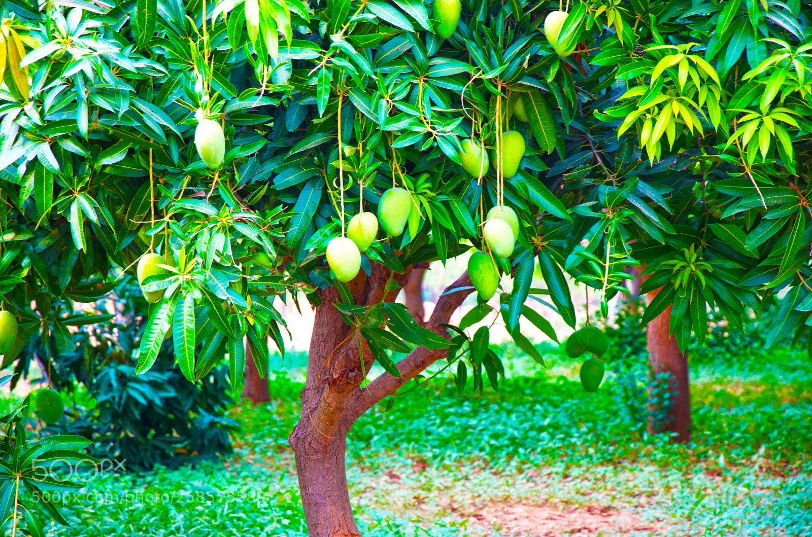 Nikon D7000 sample photo. Mango laden tree photography