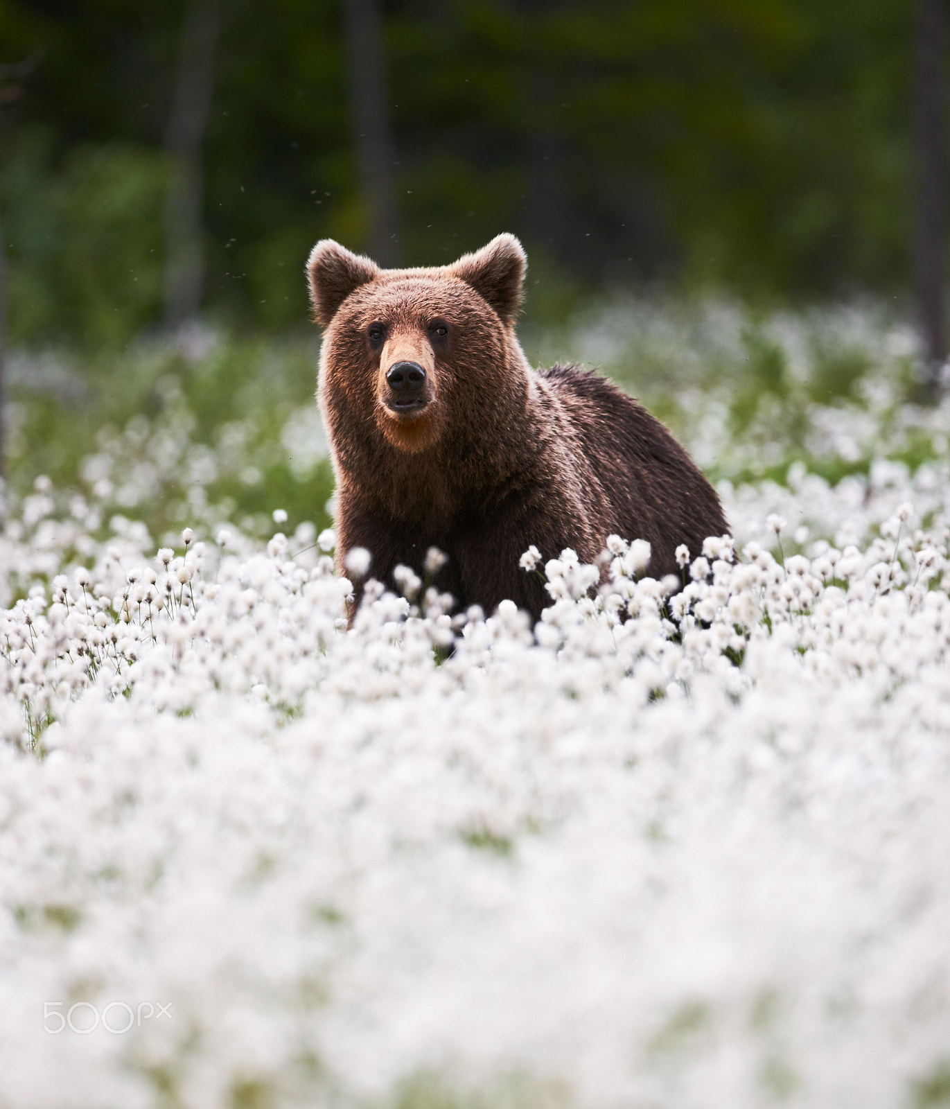Nikon D3X sample photo. Beautiful bear among the cotton grass photography