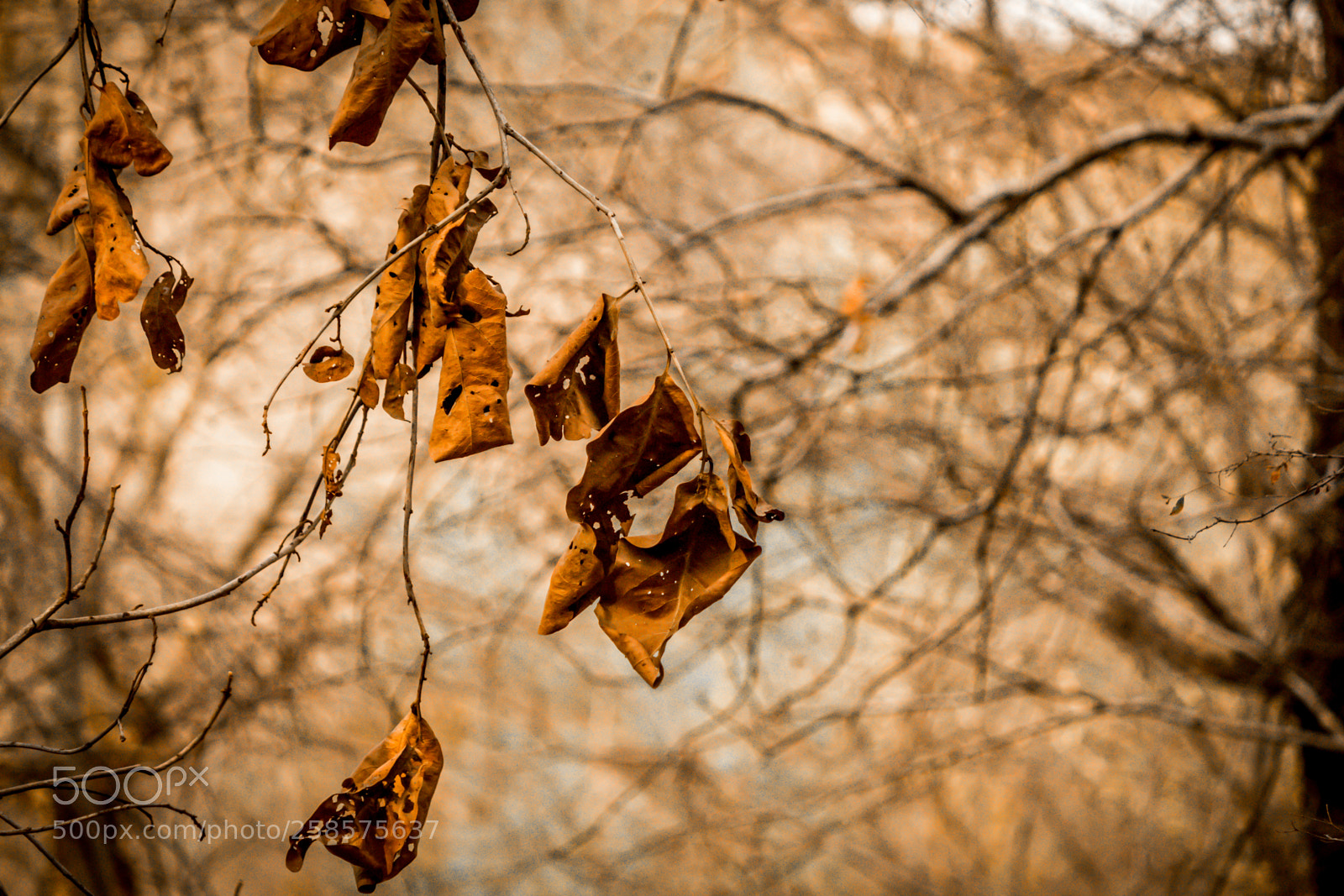 Canon EOS 700D (EOS Rebel T5i / EOS Kiss X7i) sample photo. Jaipur photography
