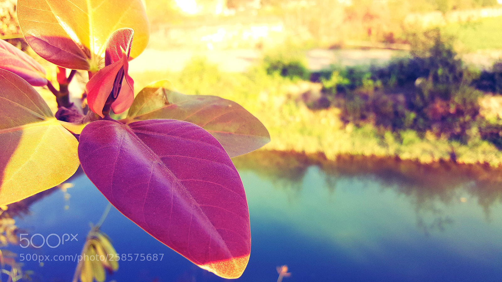 Samsung GALAXY S6 edge sample photo. Back to summer photography