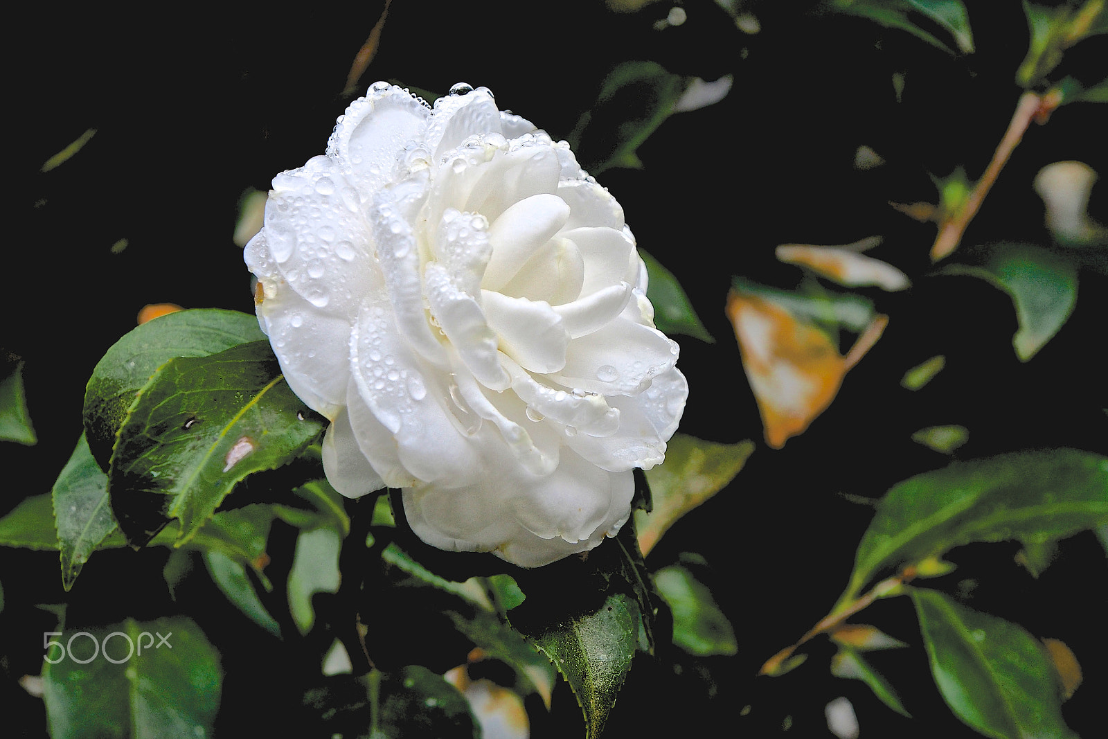Olympus PEN E-P5 sample photo. Camellia photography