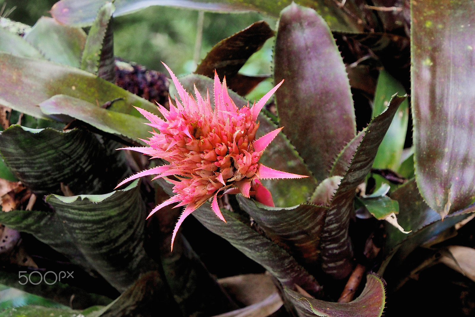 Olympus PEN E-P5 sample photo. Pink bromeliad photography