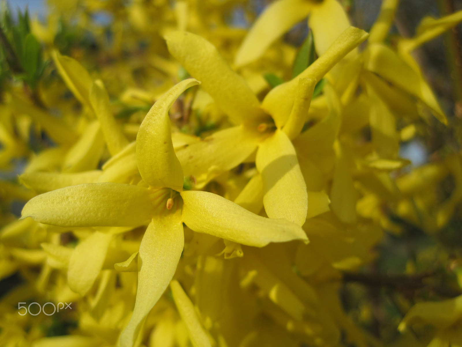 Canon PowerShot SD1200 IS (Digital IXUS 95 IS / IXY Digital 110 IS) sample photo. Forsythia photography