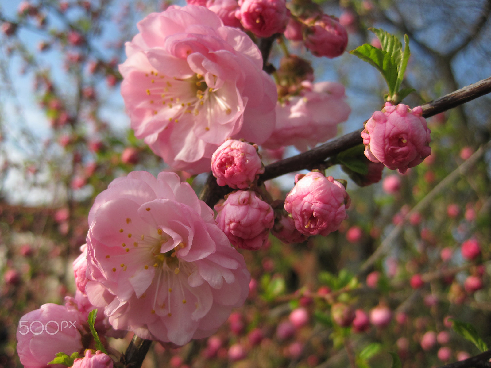 Canon PowerShot SD1200 IS (Digital IXUS 95 IS / IXY Digital 110 IS) sample photo. Cherry blooming photography