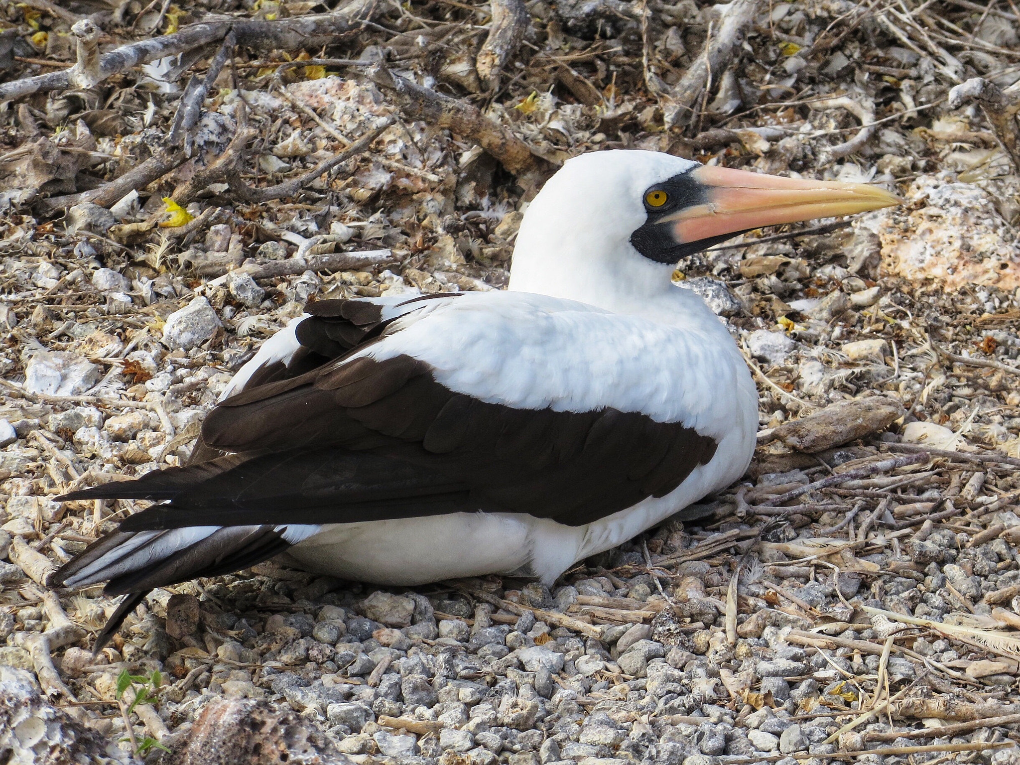 Canon PowerShot SX280 HS sample photo. Nazca booby photography