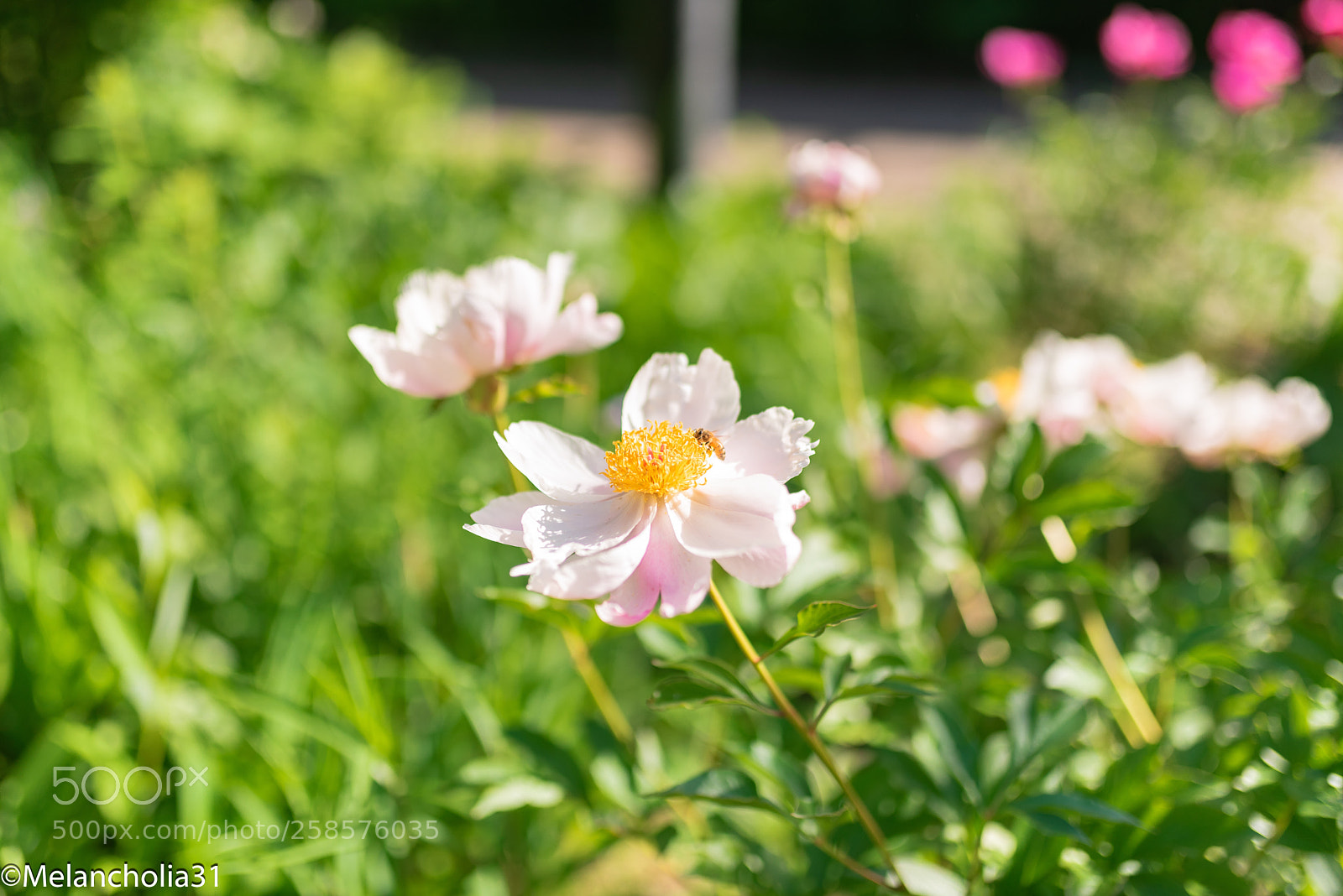 Nikon D750 sample photo. Flower & honey bee photography