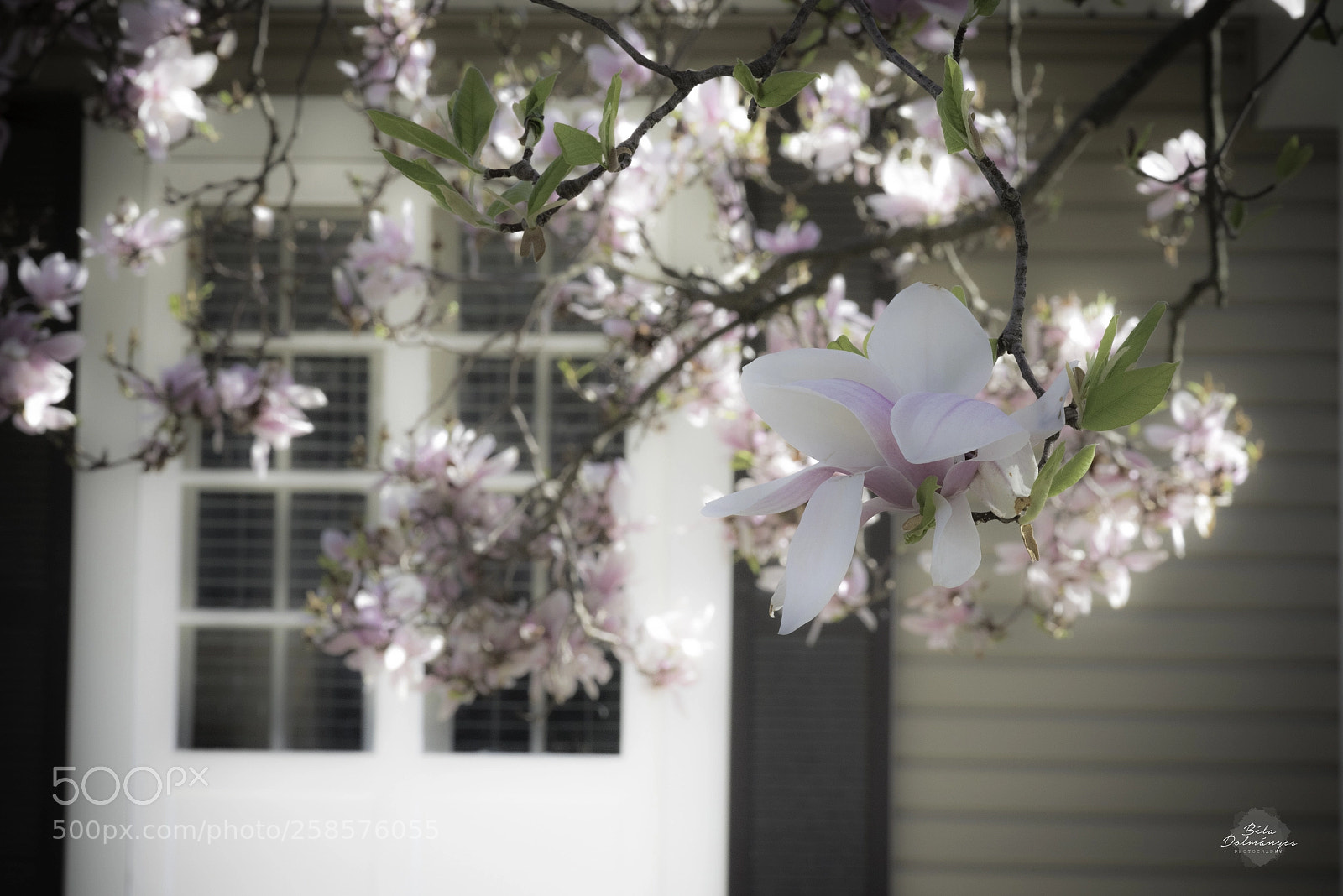 Nikon D810 sample photo. Dream photography