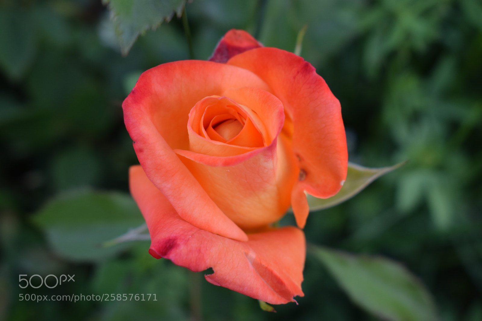 Nikon D3300 sample photo. Untitled photography