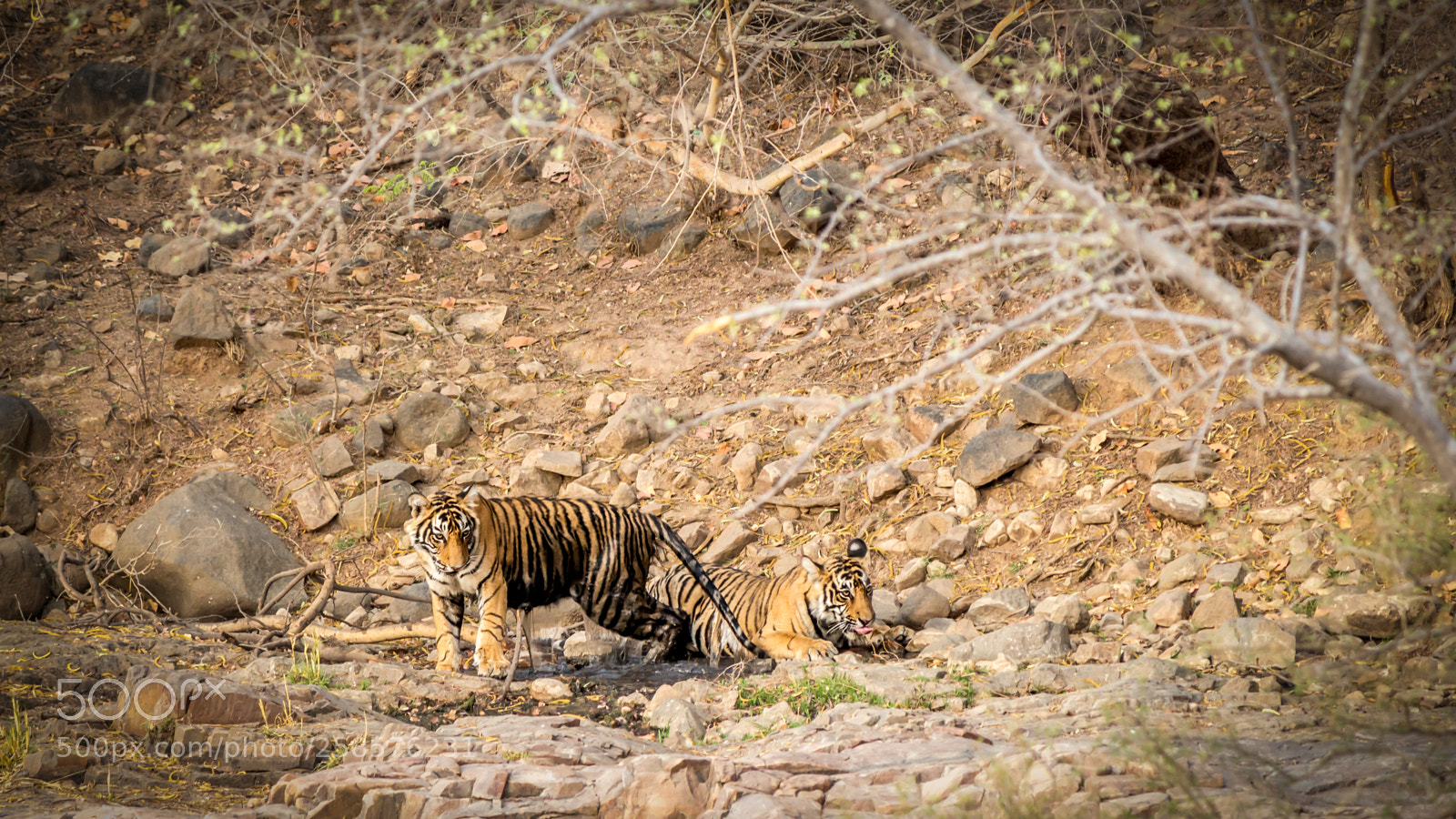 Canon EOS 700D (EOS Rebel T5i / EOS Kiss X7i) sample photo. Jaipur photography