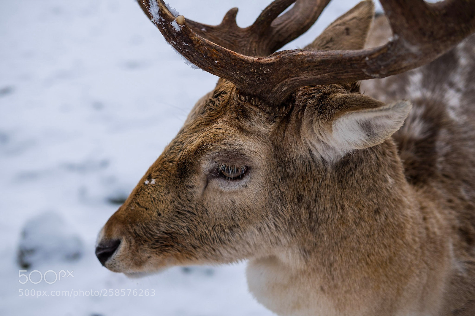 Fujifilm X-T20 sample photo. Deer detail photography