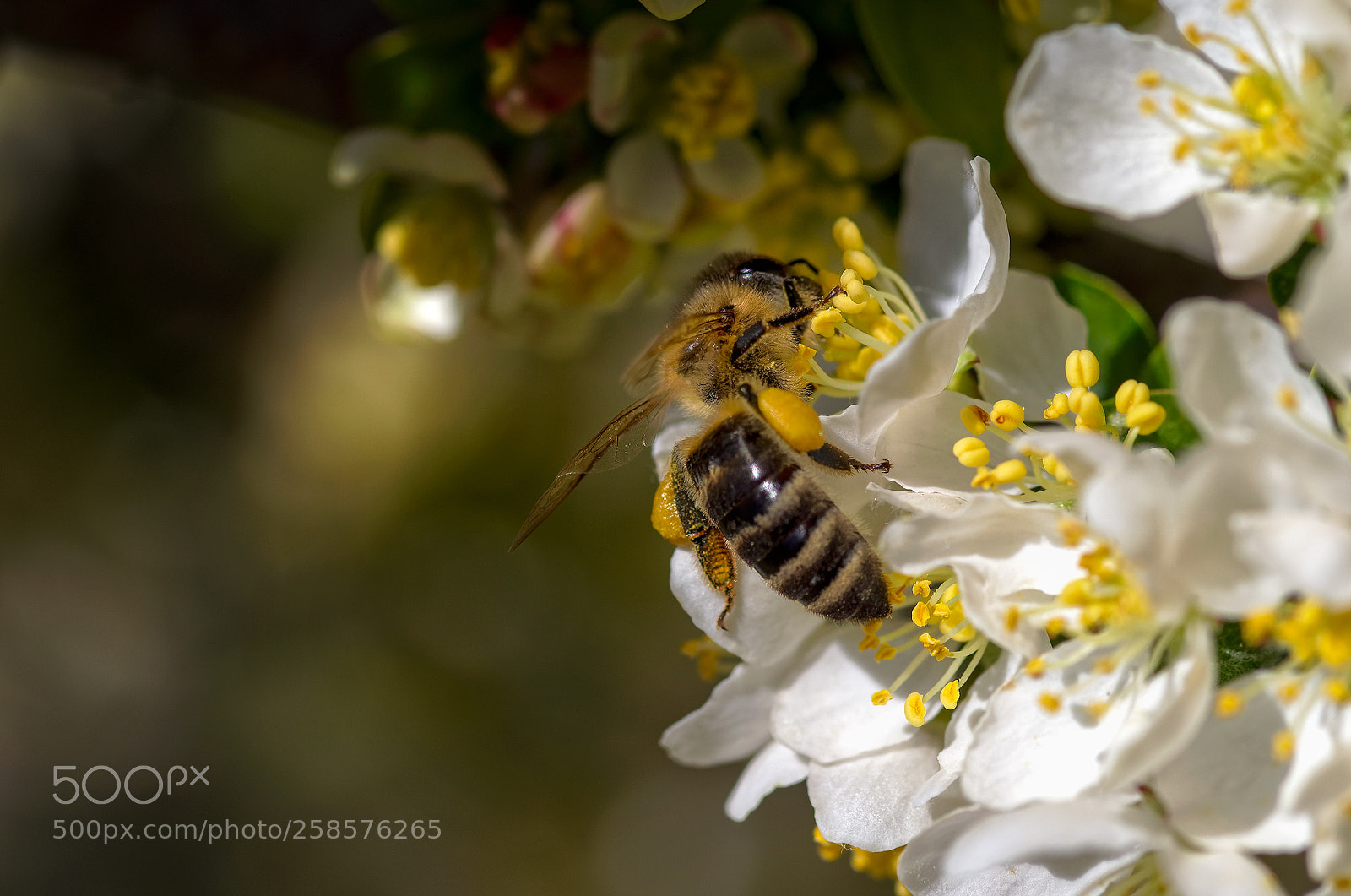 Pentax K-1 sample photo. Springtime... nikitsky botanic garden (2) photography
