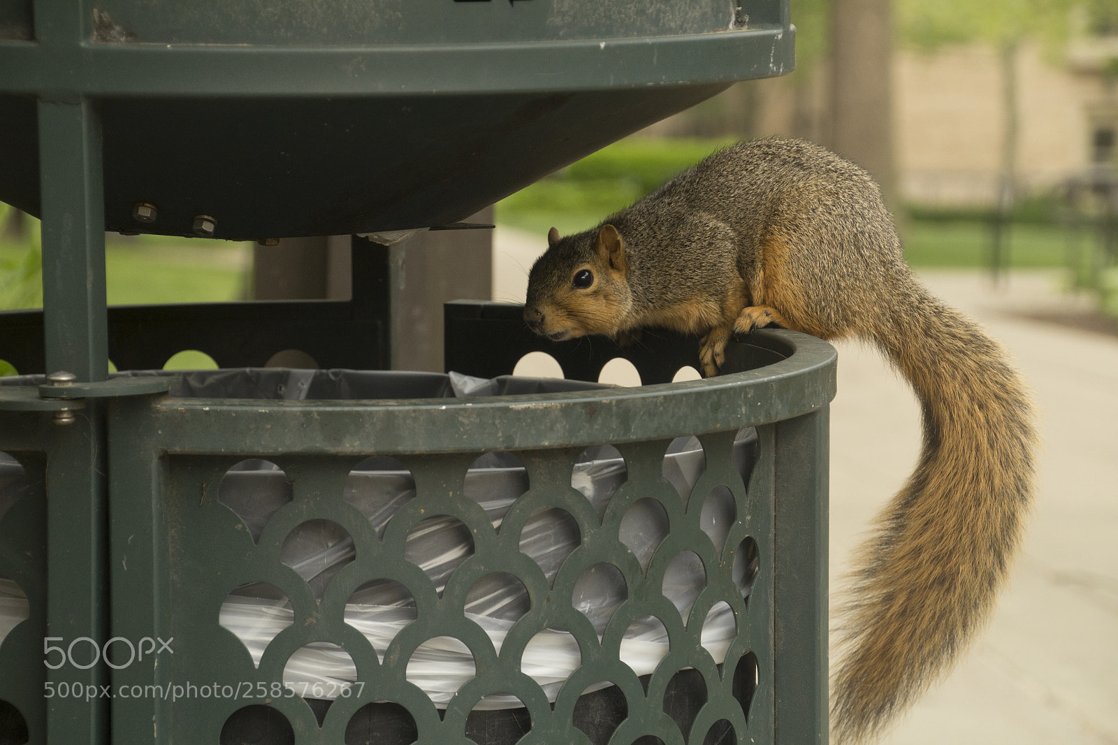 Canon EOS 1200D (EOS Rebel T5 / EOS Kiss X70 / EOS Hi) sample photo. The hungry hunter's territory. photography