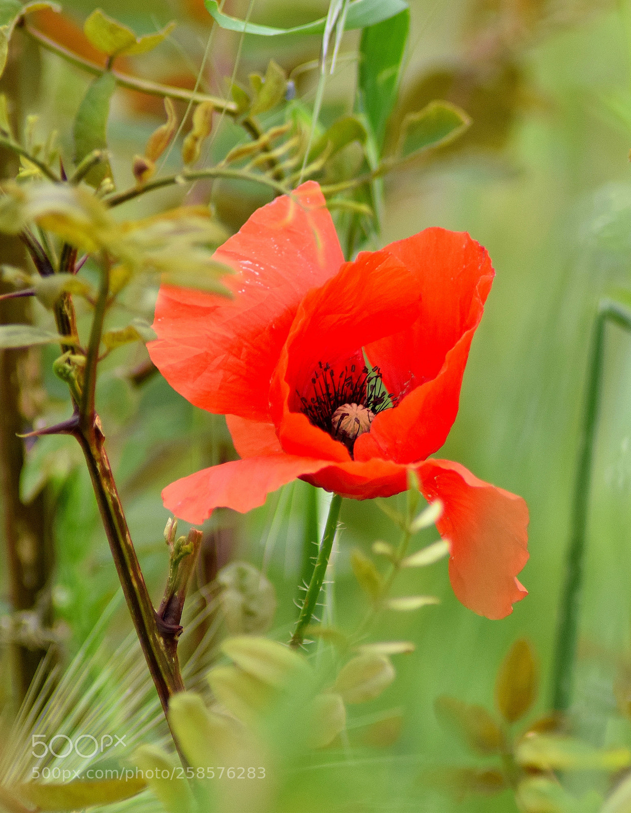 Nikon D3300 sample photo. Red photography