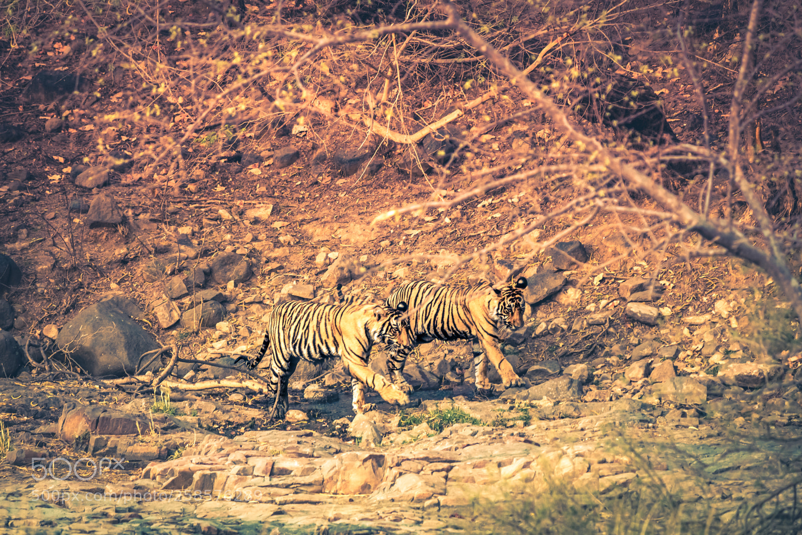 Canon EOS 700D (EOS Rebel T5i / EOS Kiss X7i) sample photo. Jaipur photography