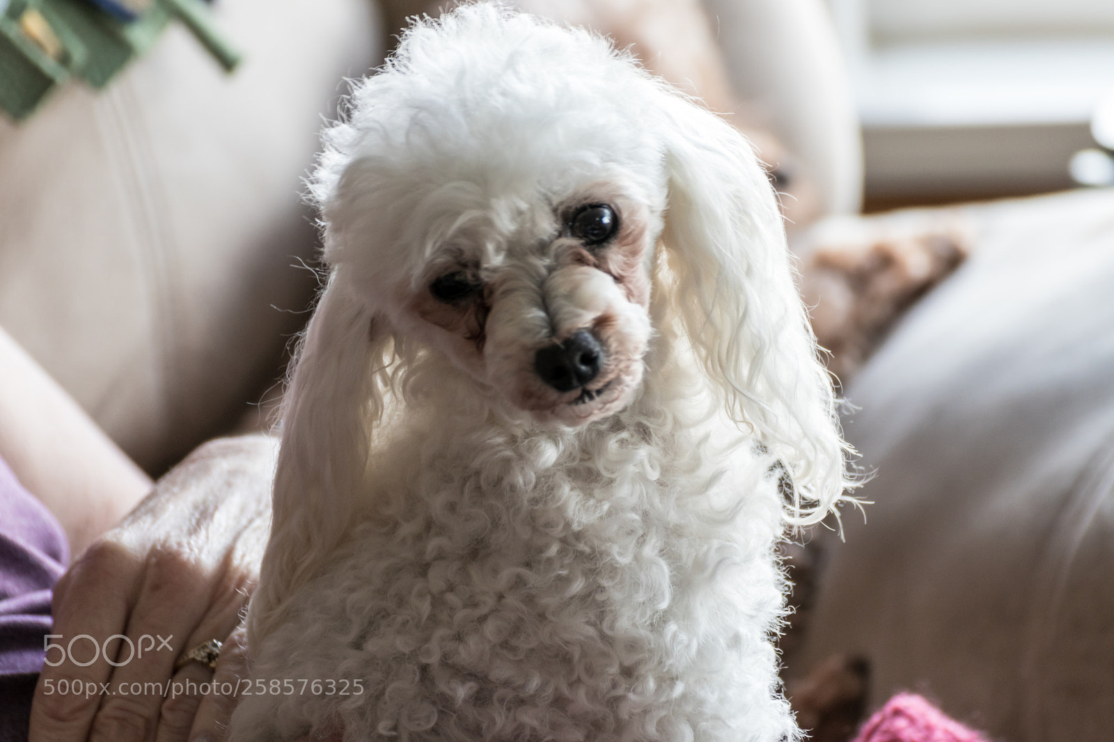 Canon EOS 80D sample photo. Please pet me! photography