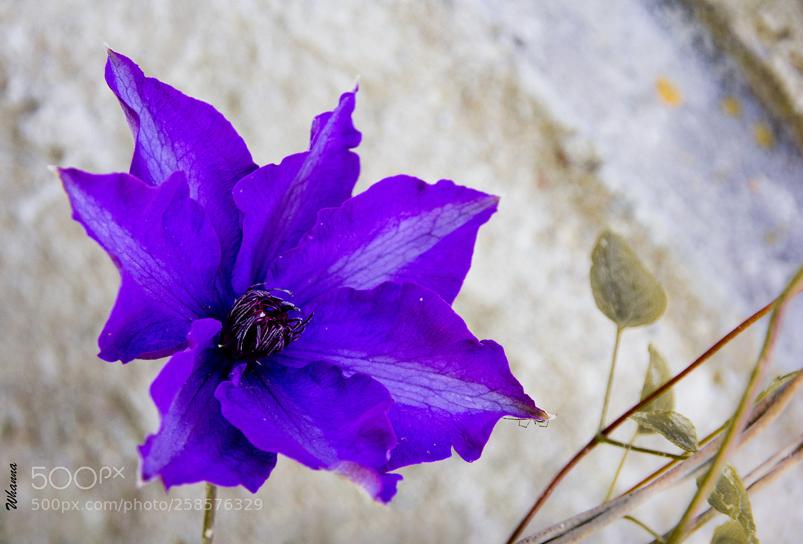 Canon EOS 60D sample photo. Color in the pale photography