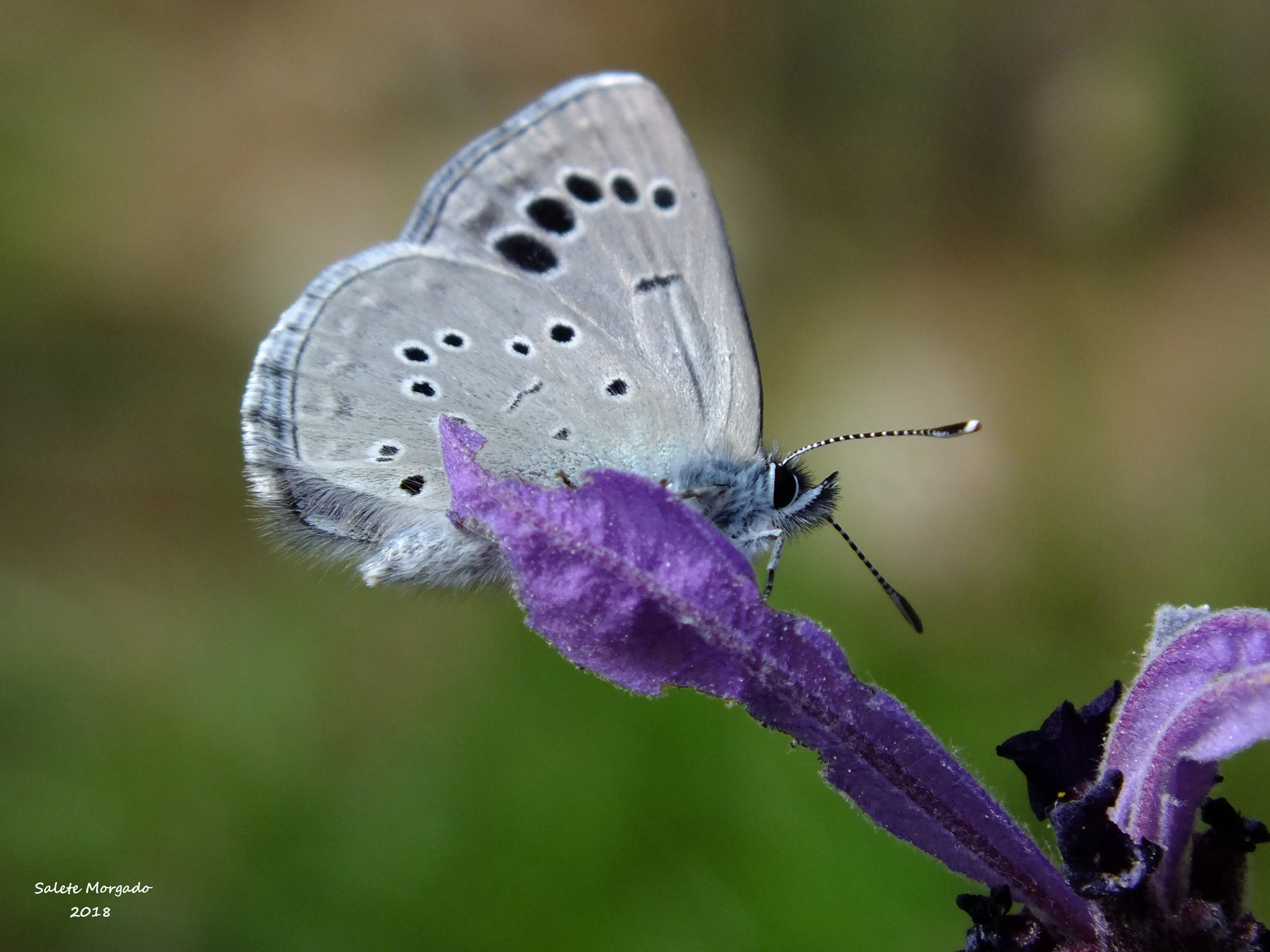 Fujifilm FinePix HS30EXR sample photo. Borboleta photography