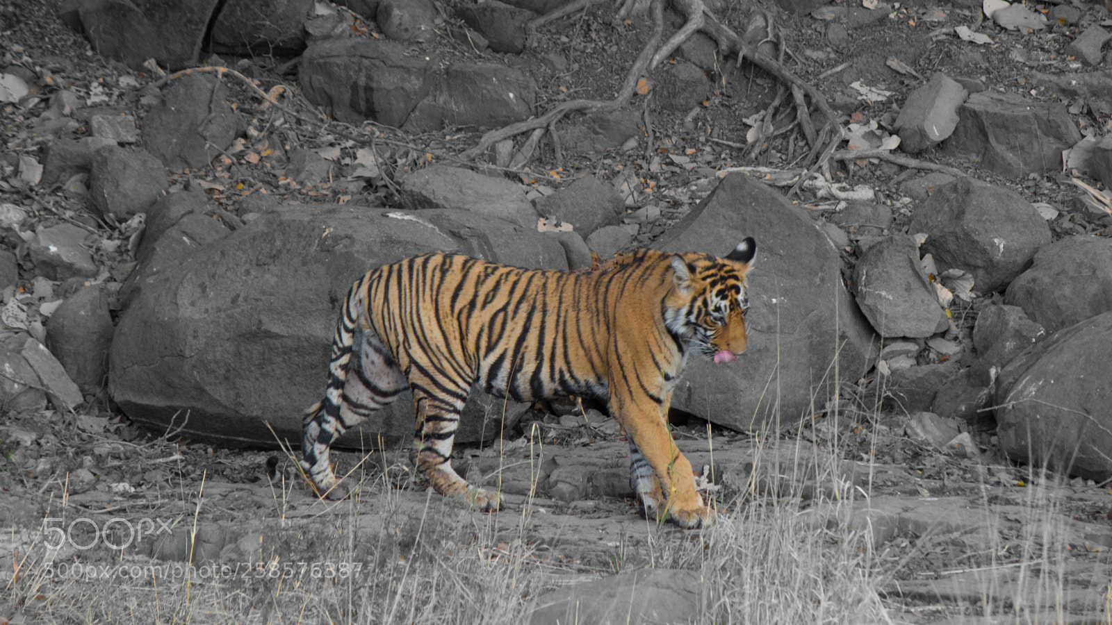 Canon EOS 700D (EOS Rebel T5i / EOS Kiss X7i) sample photo. Jaipur photography