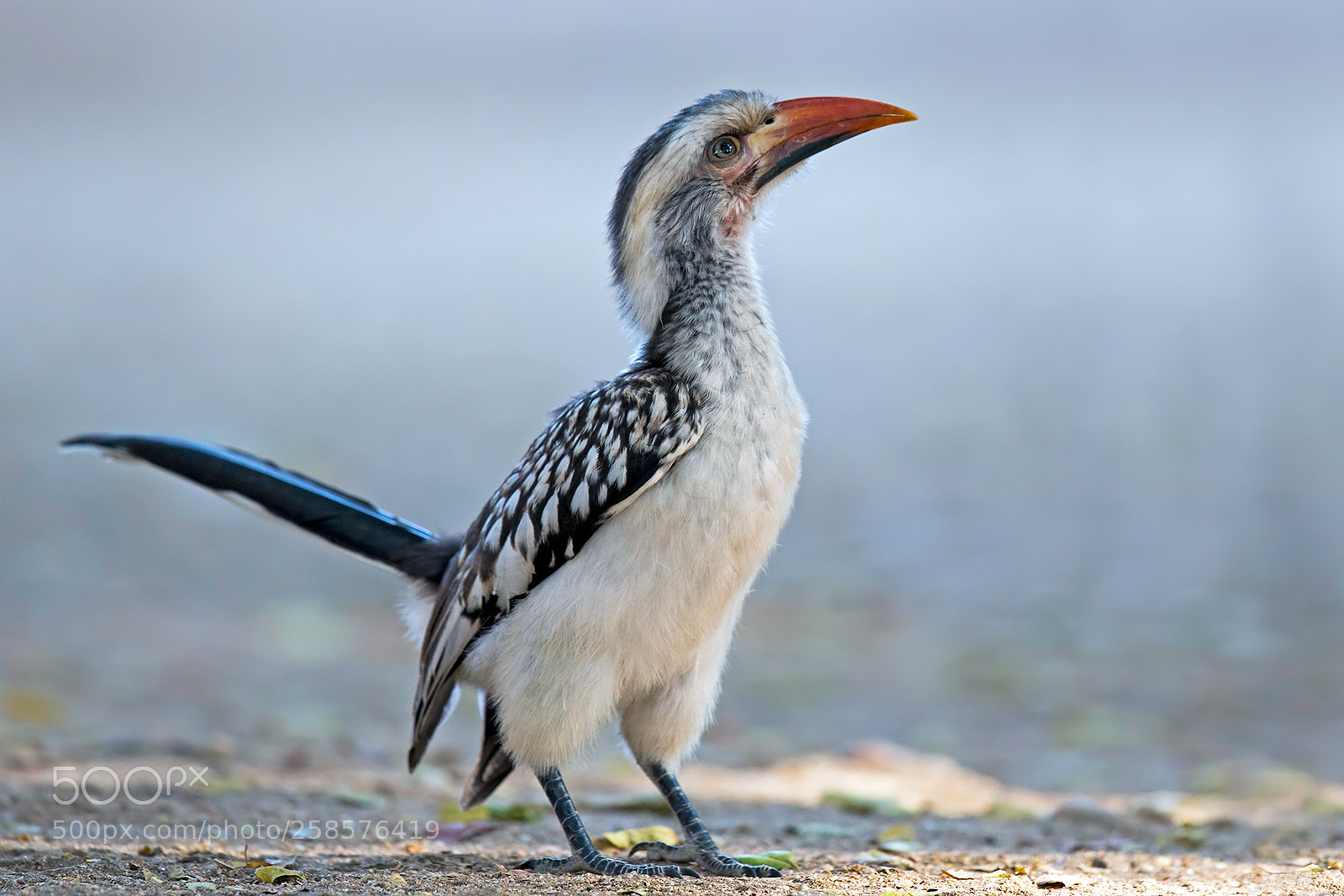 Canon EOS 5D Mark IV sample photo. Red-billed hornbill photography