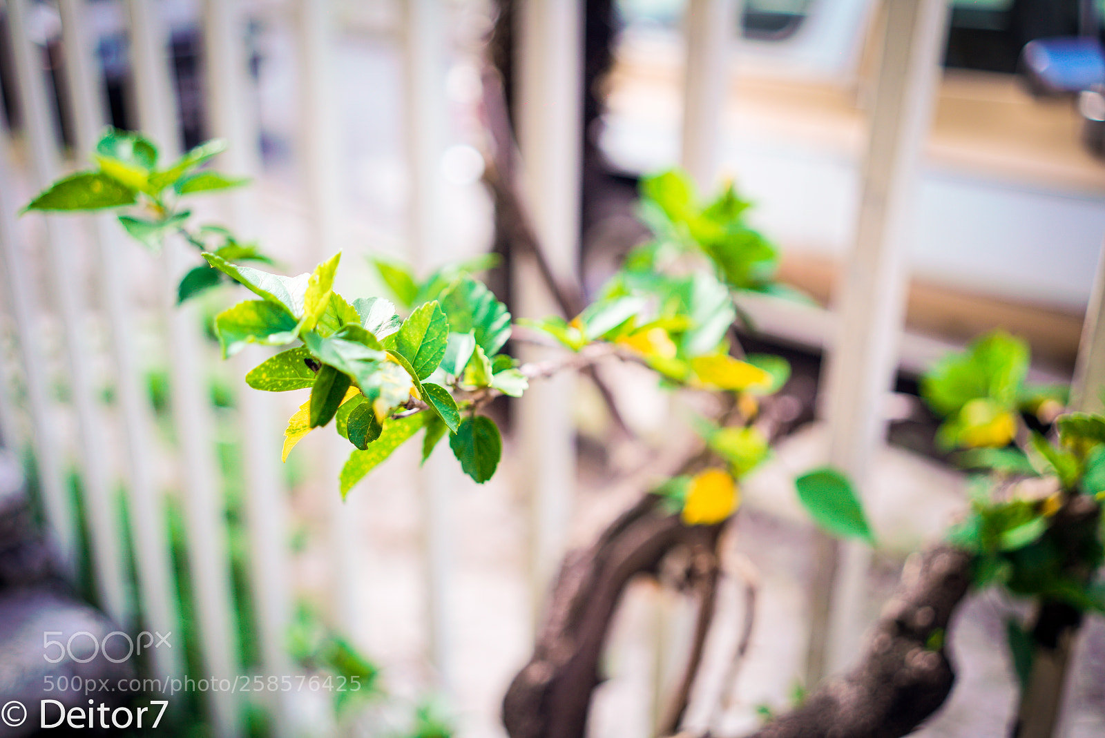 Sony a7S II sample photo. Garden flora photography