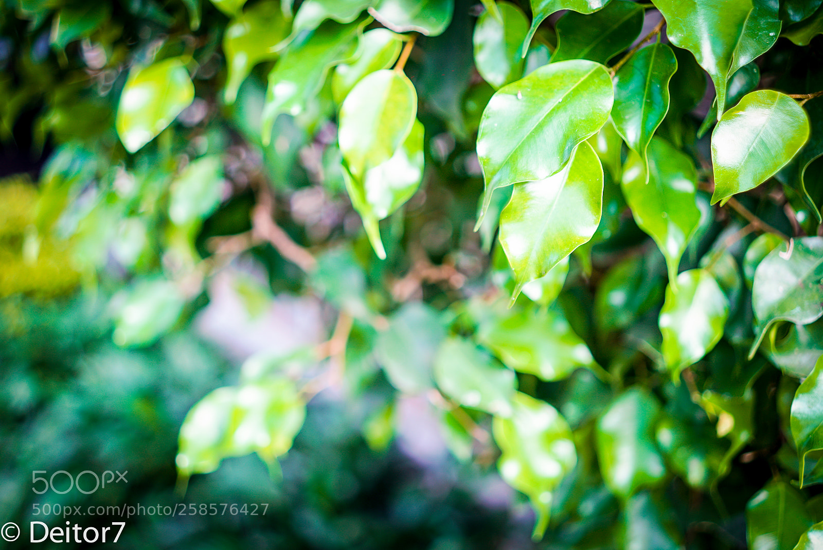 Sony a7S II sample photo. Garden flora photography