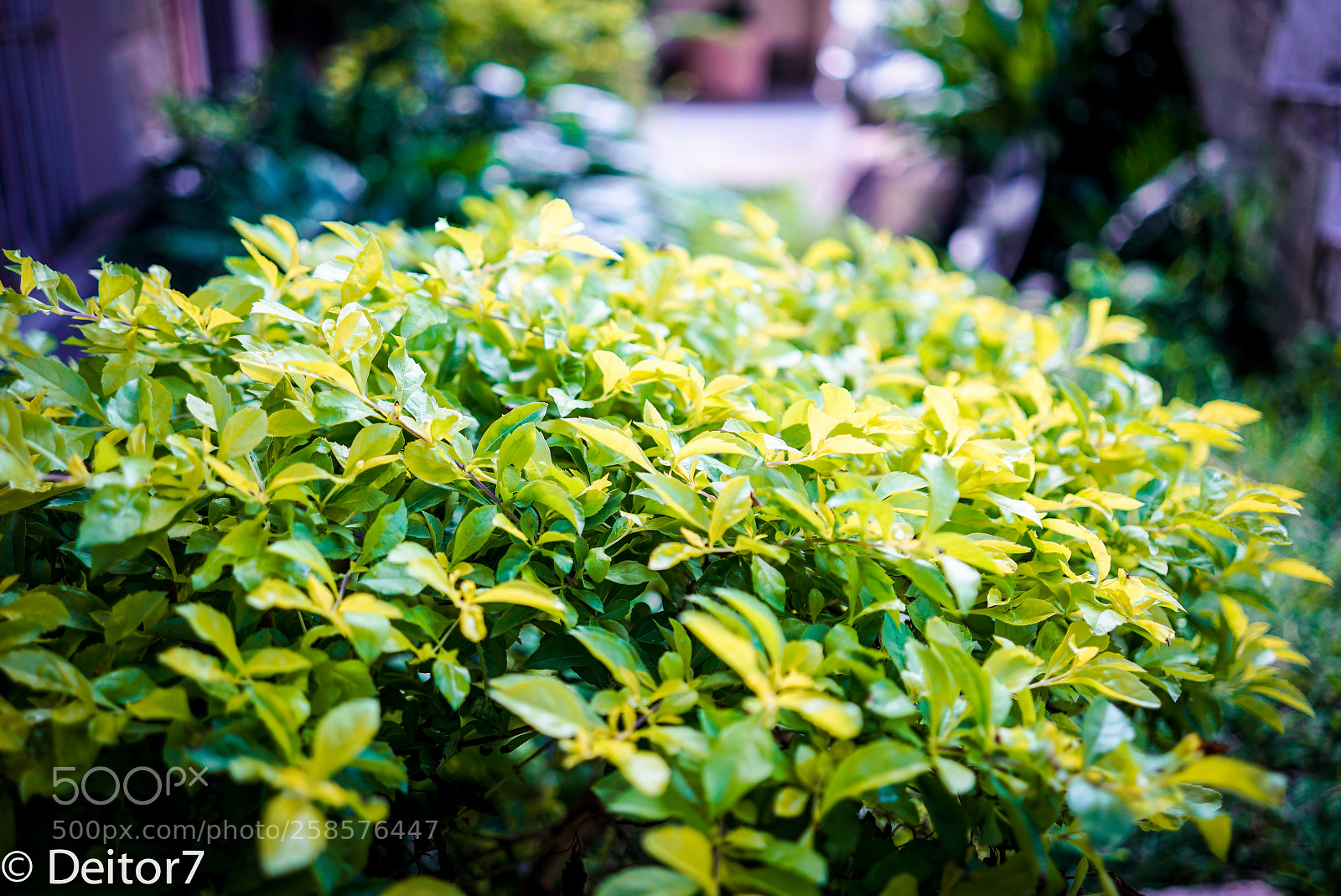 Sony a7S II sample photo. Garden flora photography