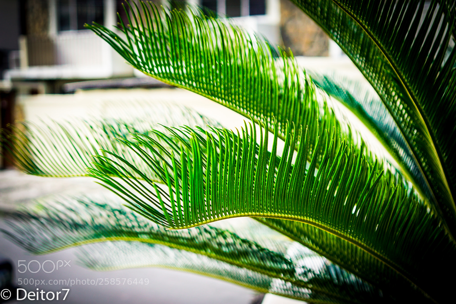 Sony a7S II sample photo. Garden flora photography