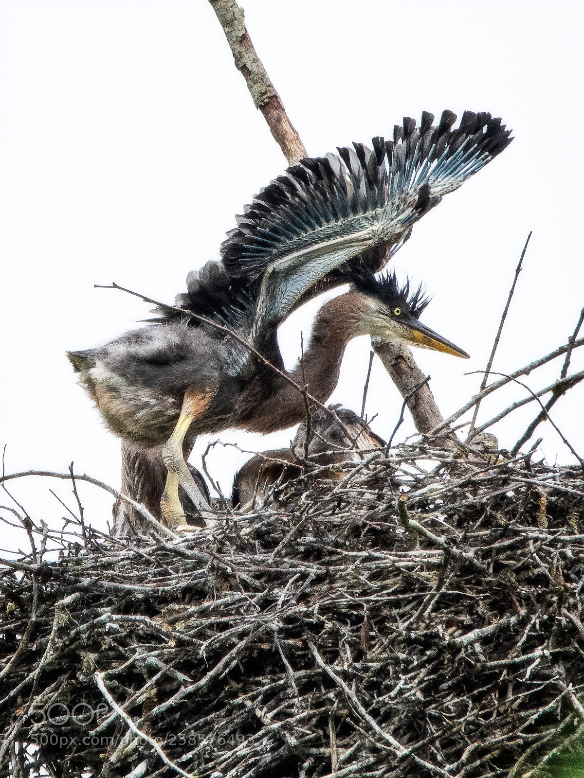 Nikon D500 sample photo. Ready to fly photography