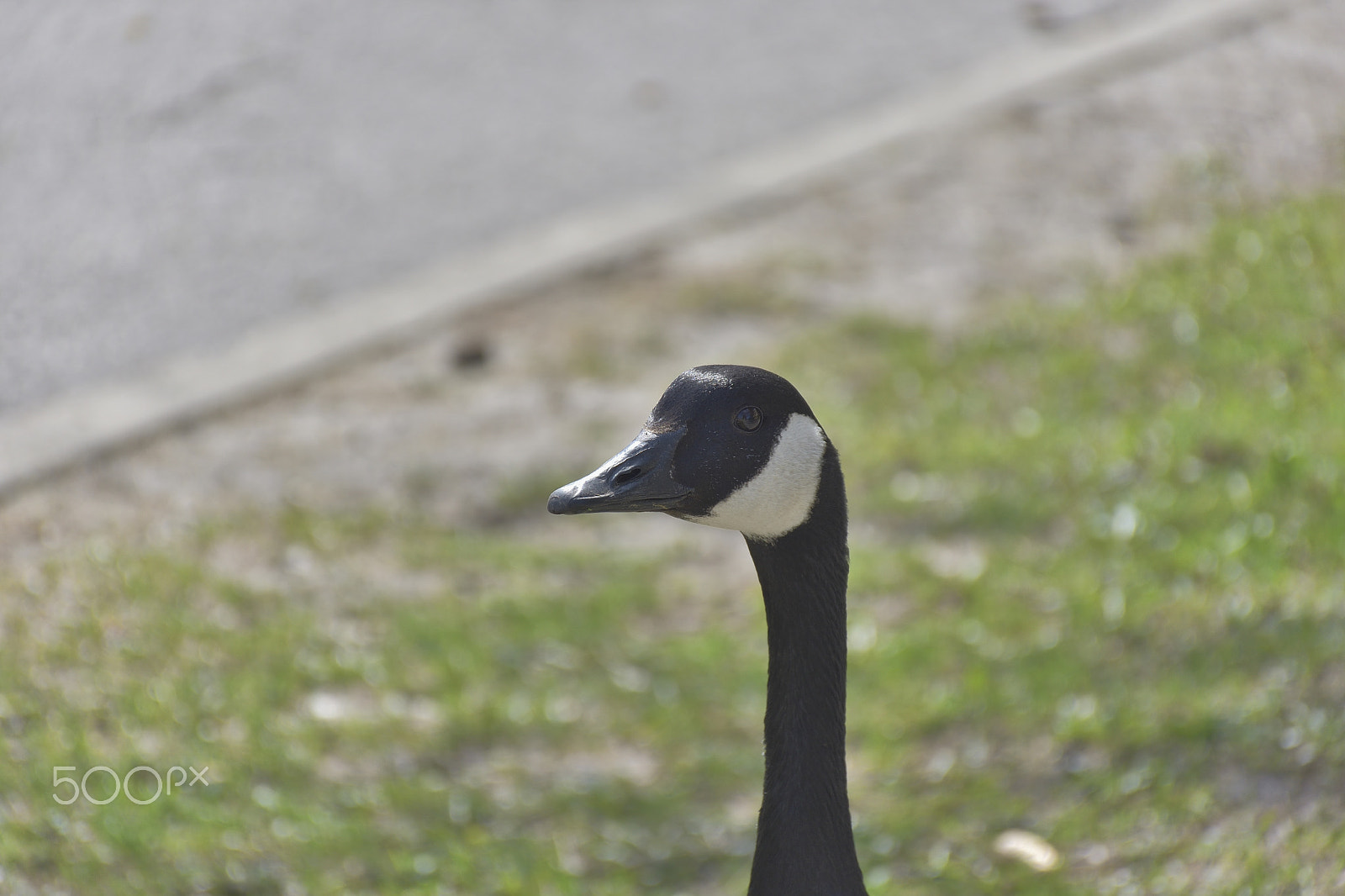 Nikon D7200 sample photo. Canada goose neck and head photography