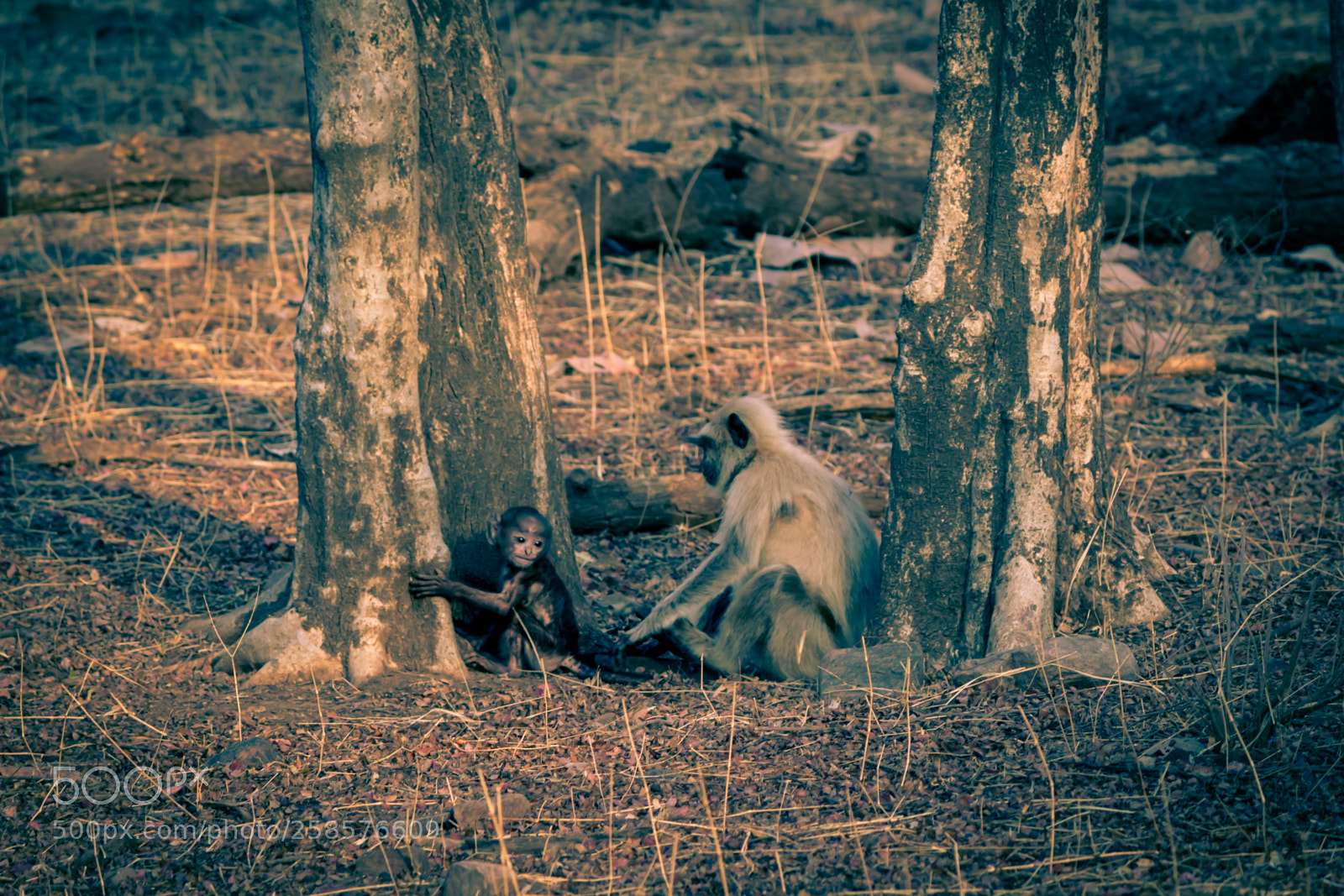 Canon EOS 700D (EOS Rebel T5i / EOS Kiss X7i) sample photo. Jaipur photography