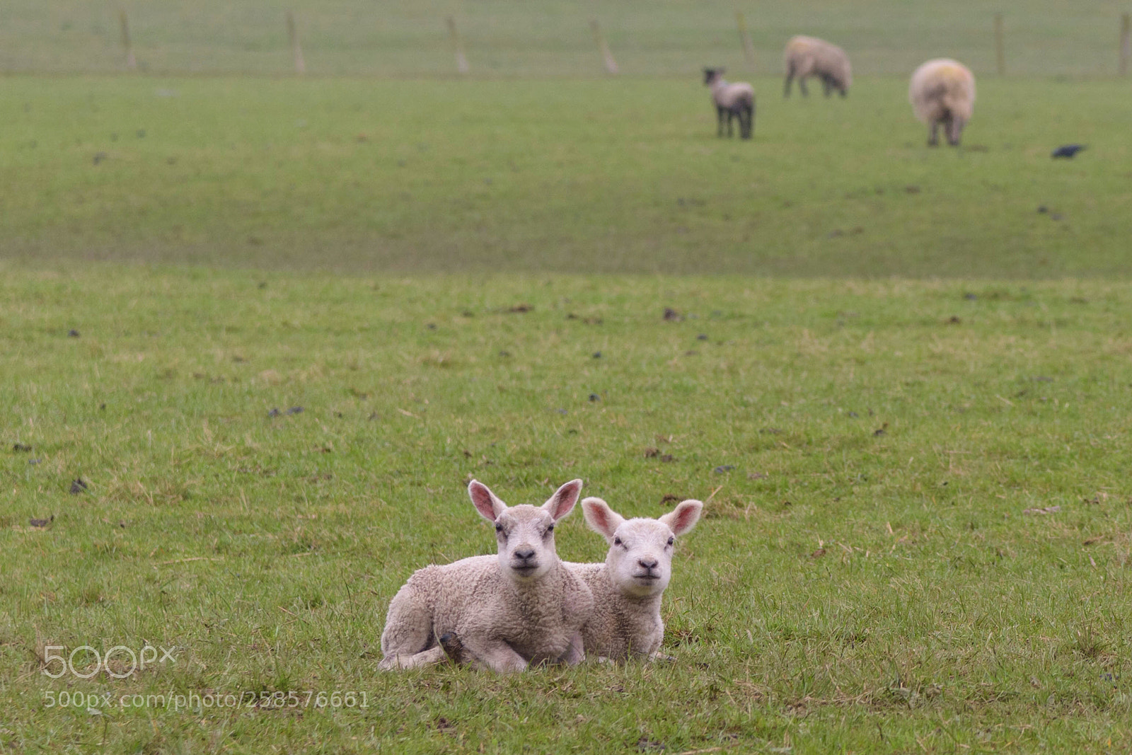 Nikon D810 sample photo. Untitled photography